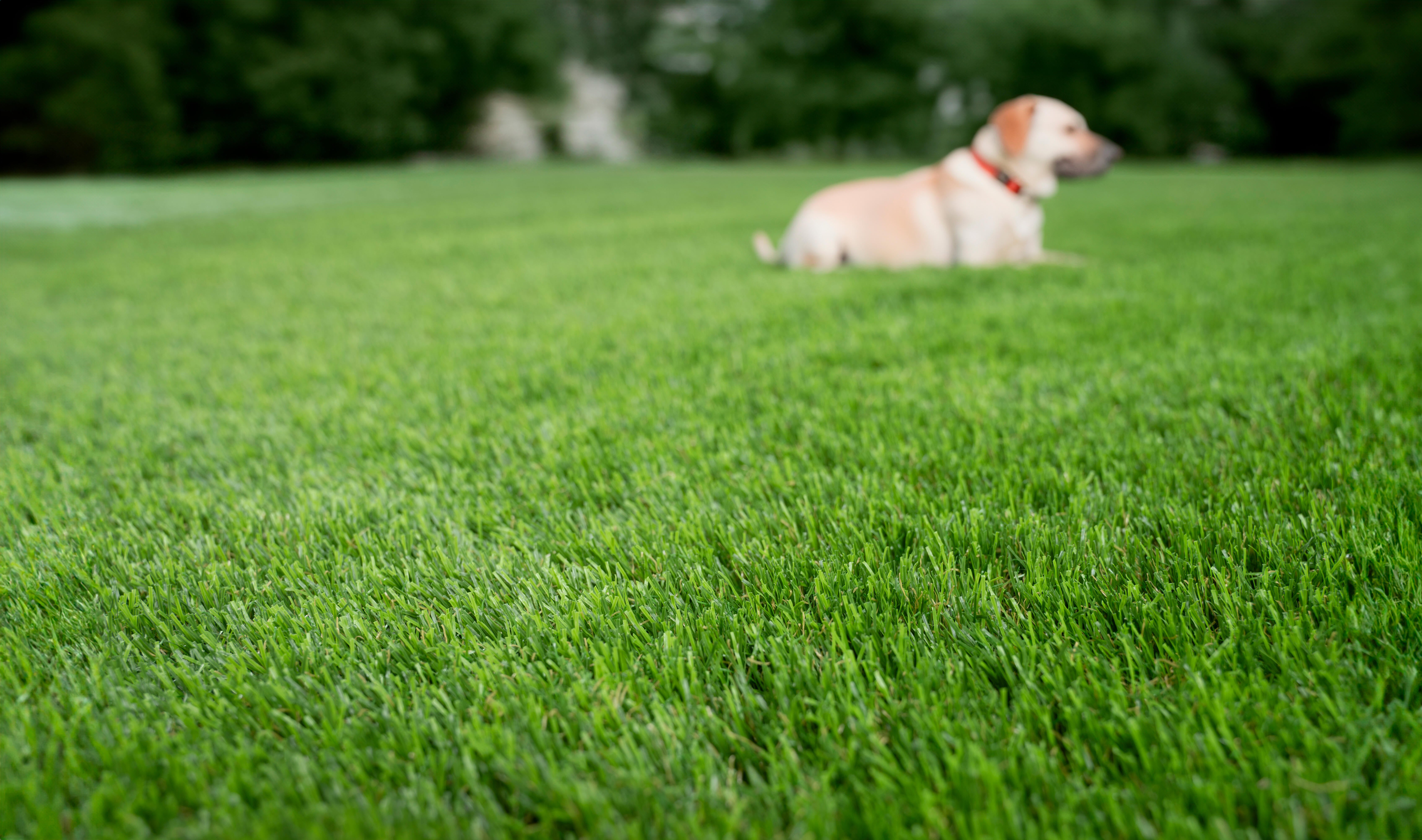 Rolo de relva artificial XAMANEK LAREDO 33MM 2X5M 27300 pontadas m2 e 6000 DTex - 10