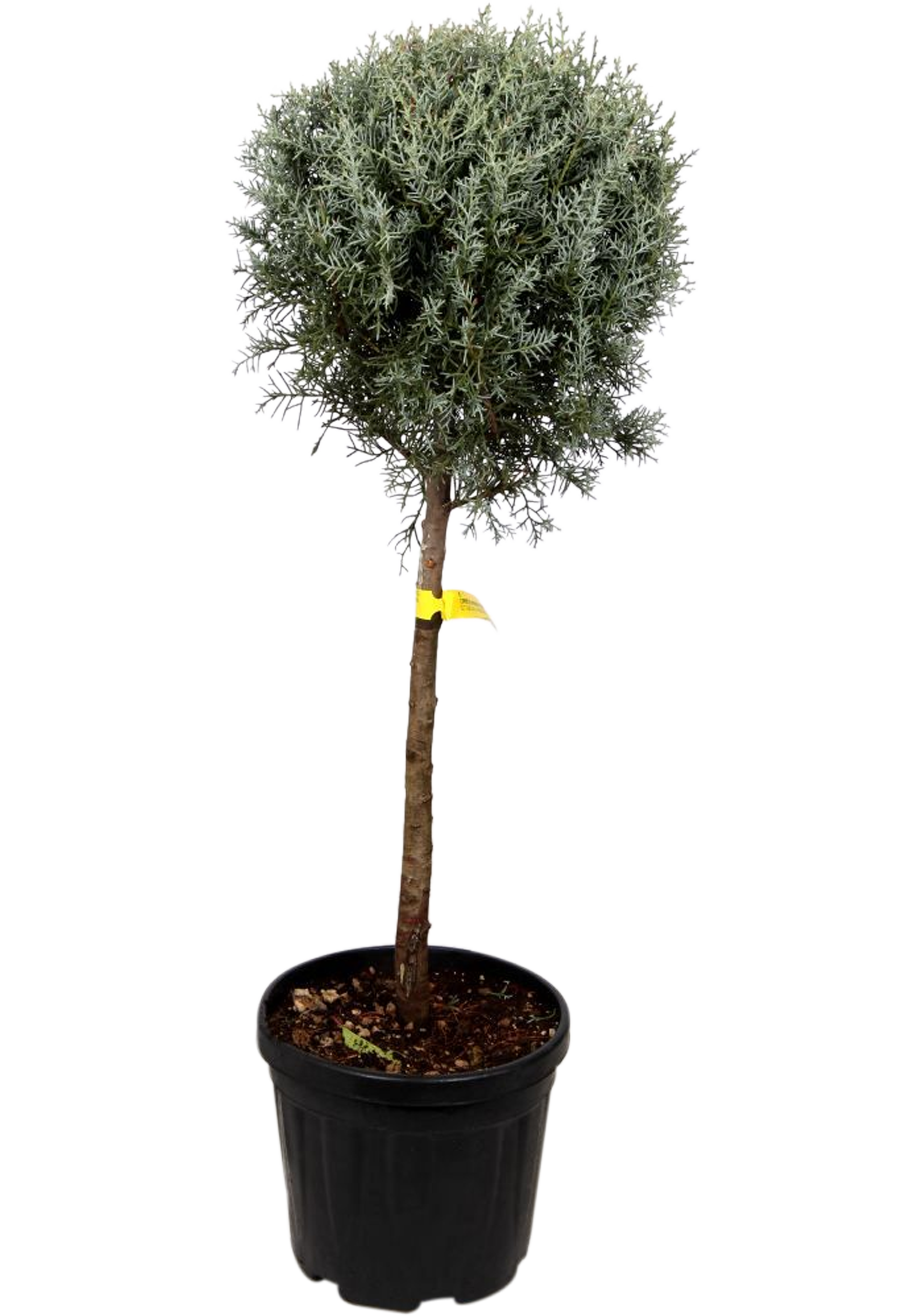 Cyprus Fastigiata 130-140 cm - Leroy Merlin