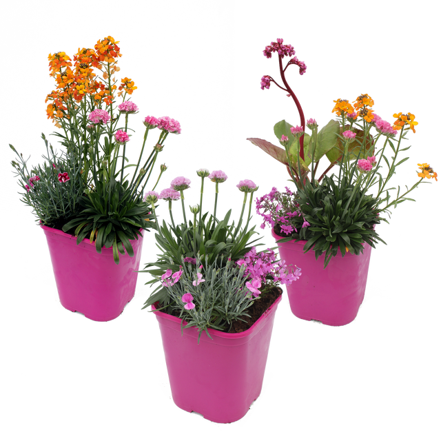 Liliowiec Everydaylily 55 cm