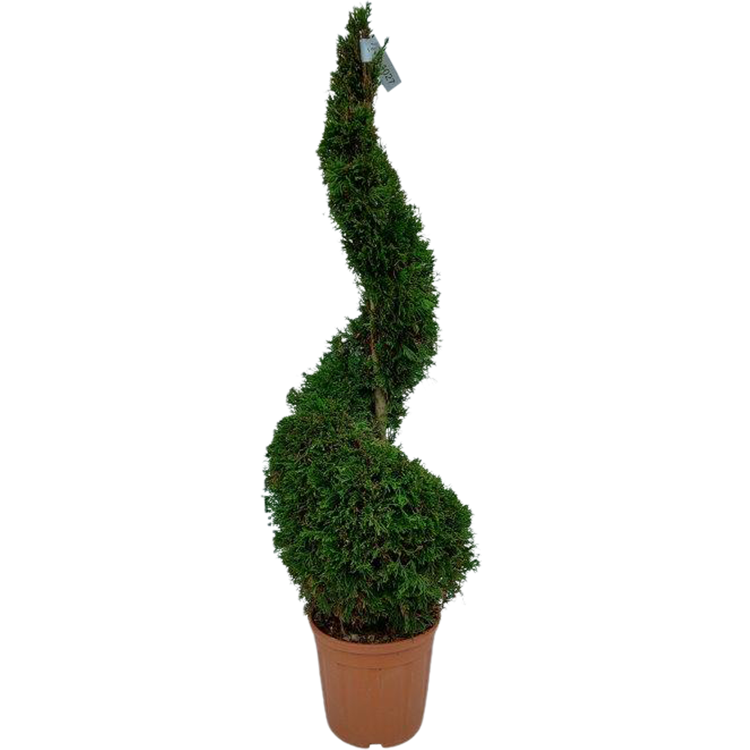 Żywotnik Smaragd spirala 150-160 cm