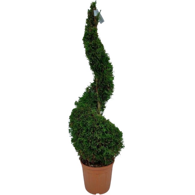 Zywotnik smaragd spirala 150 160 cm 91568809
