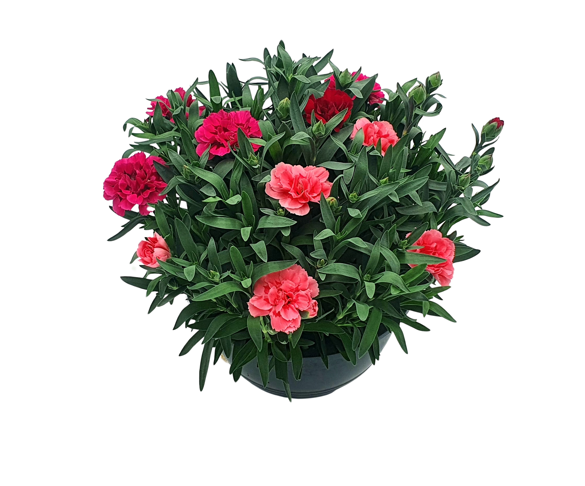 Goździk w misie 15-25 cm