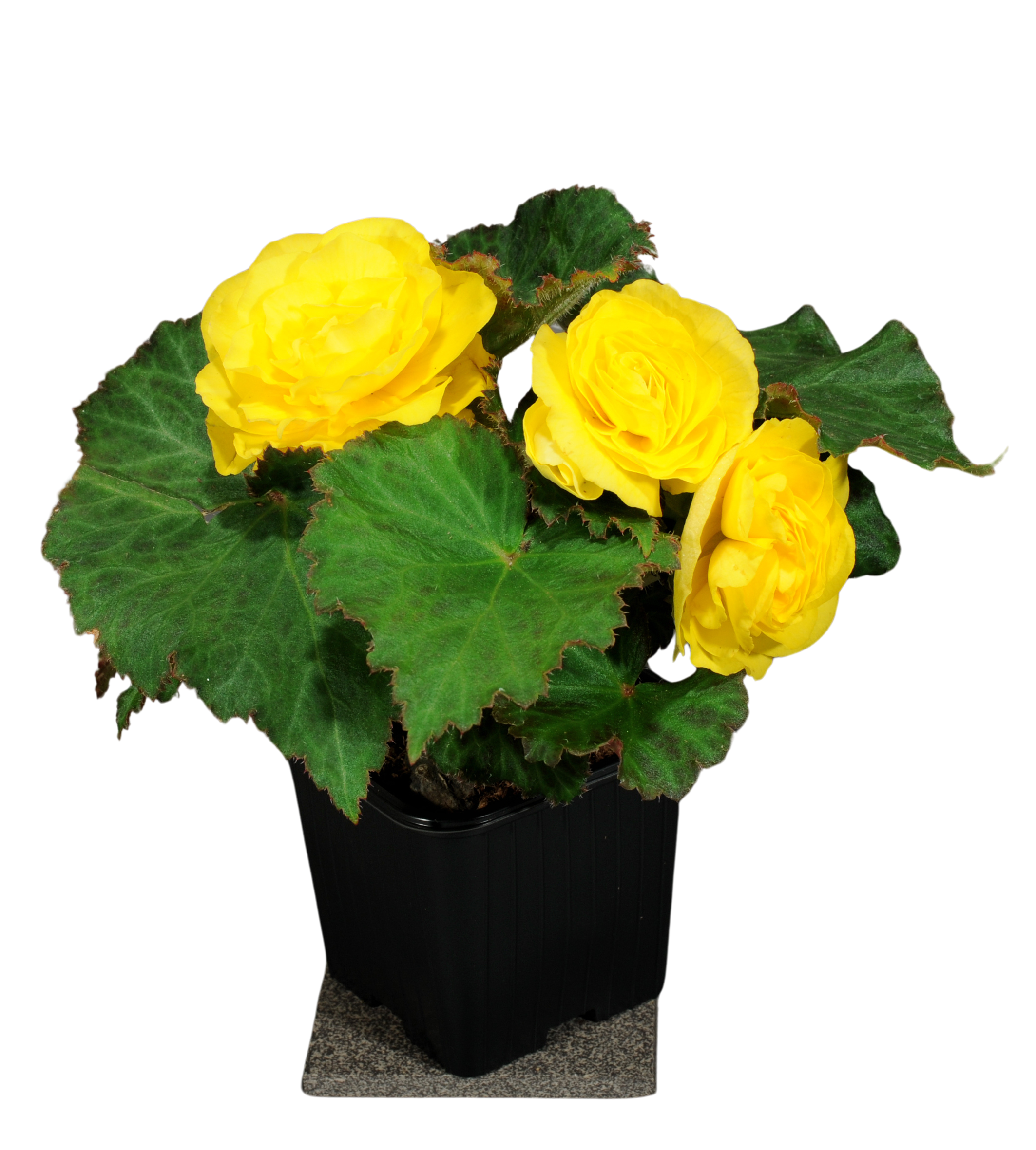 Begonia bulwiasta 15-30 cm