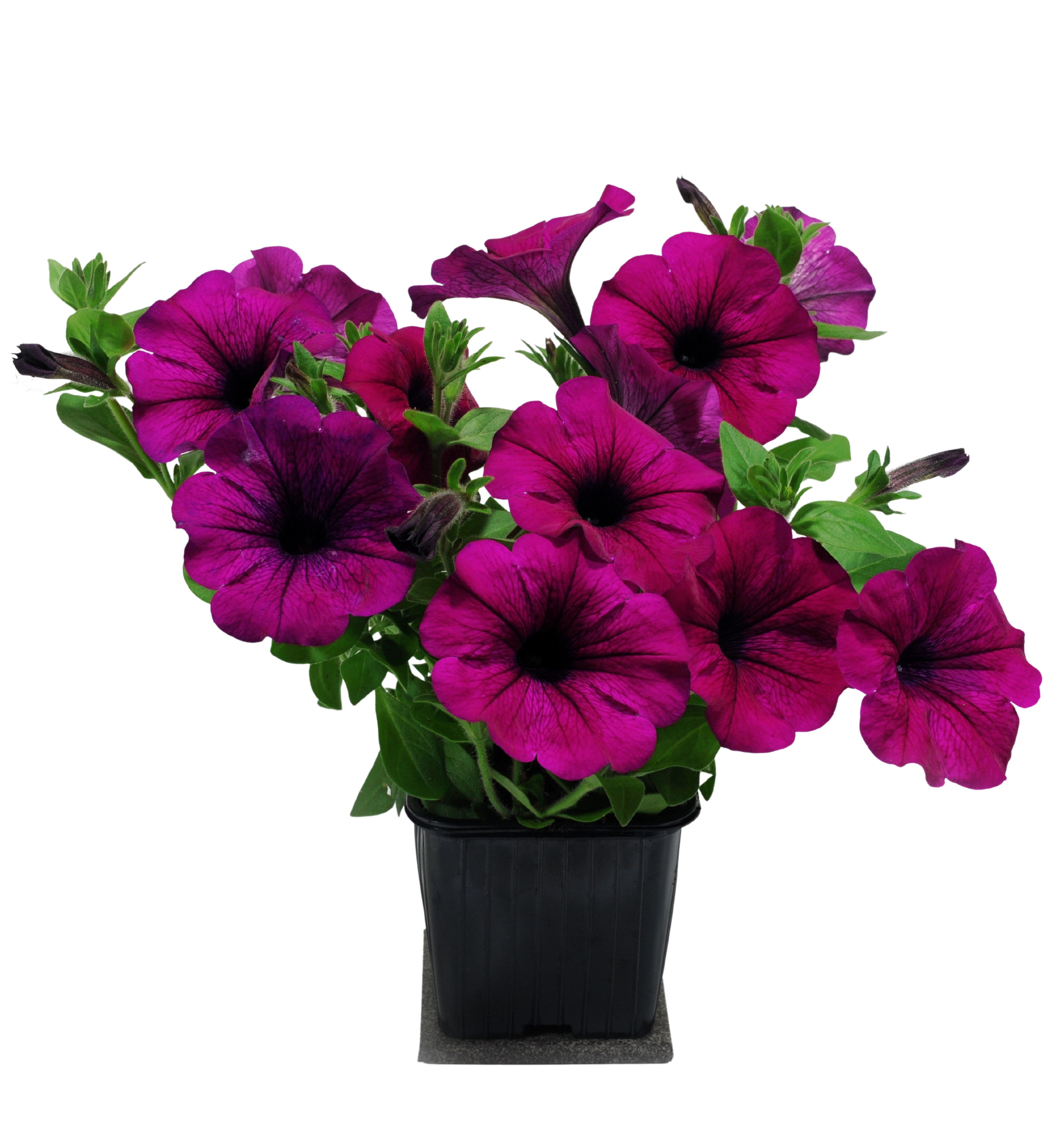 Petunia 15-30 cm