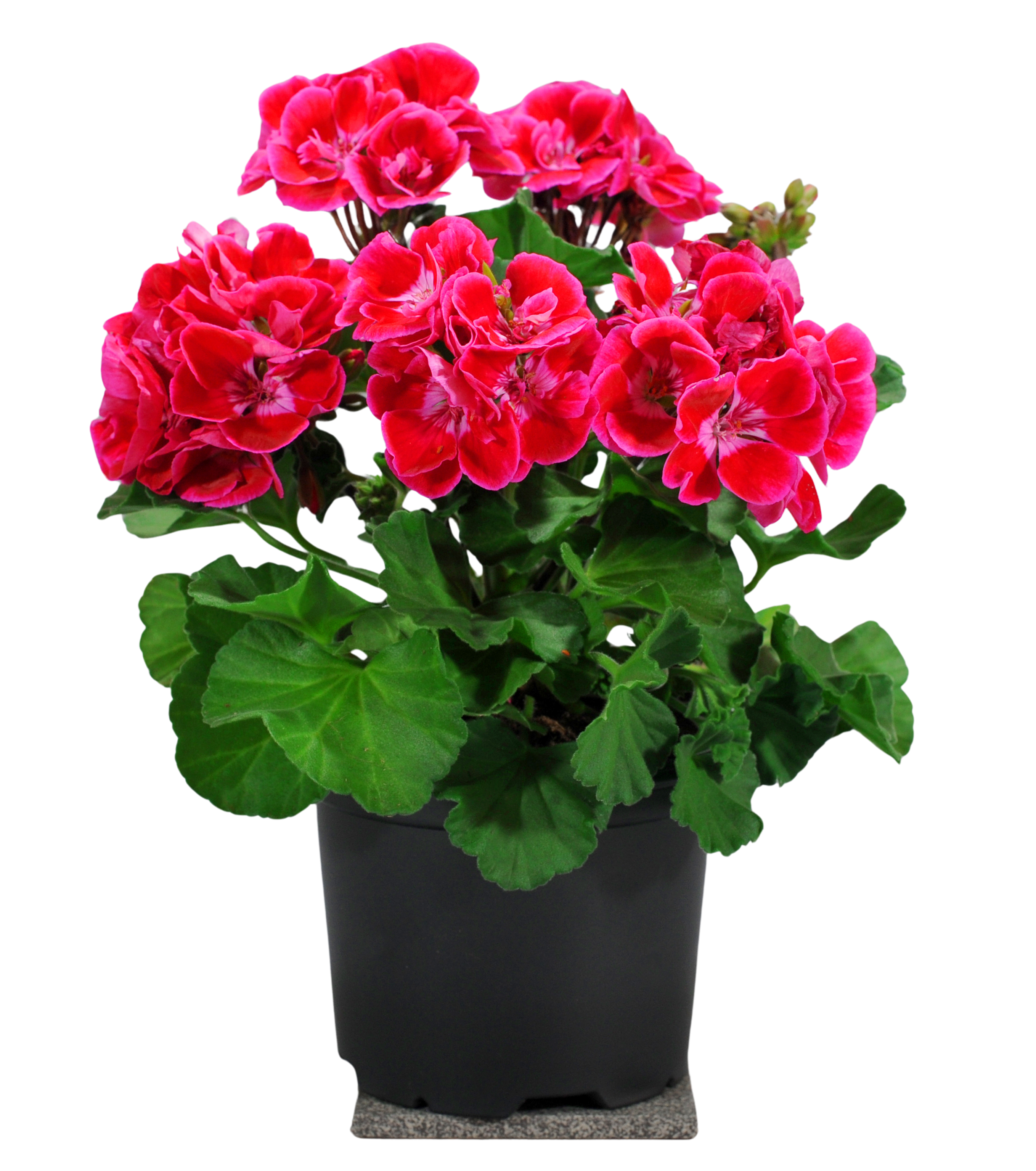 Pelargonia Zonale 15-30 cm