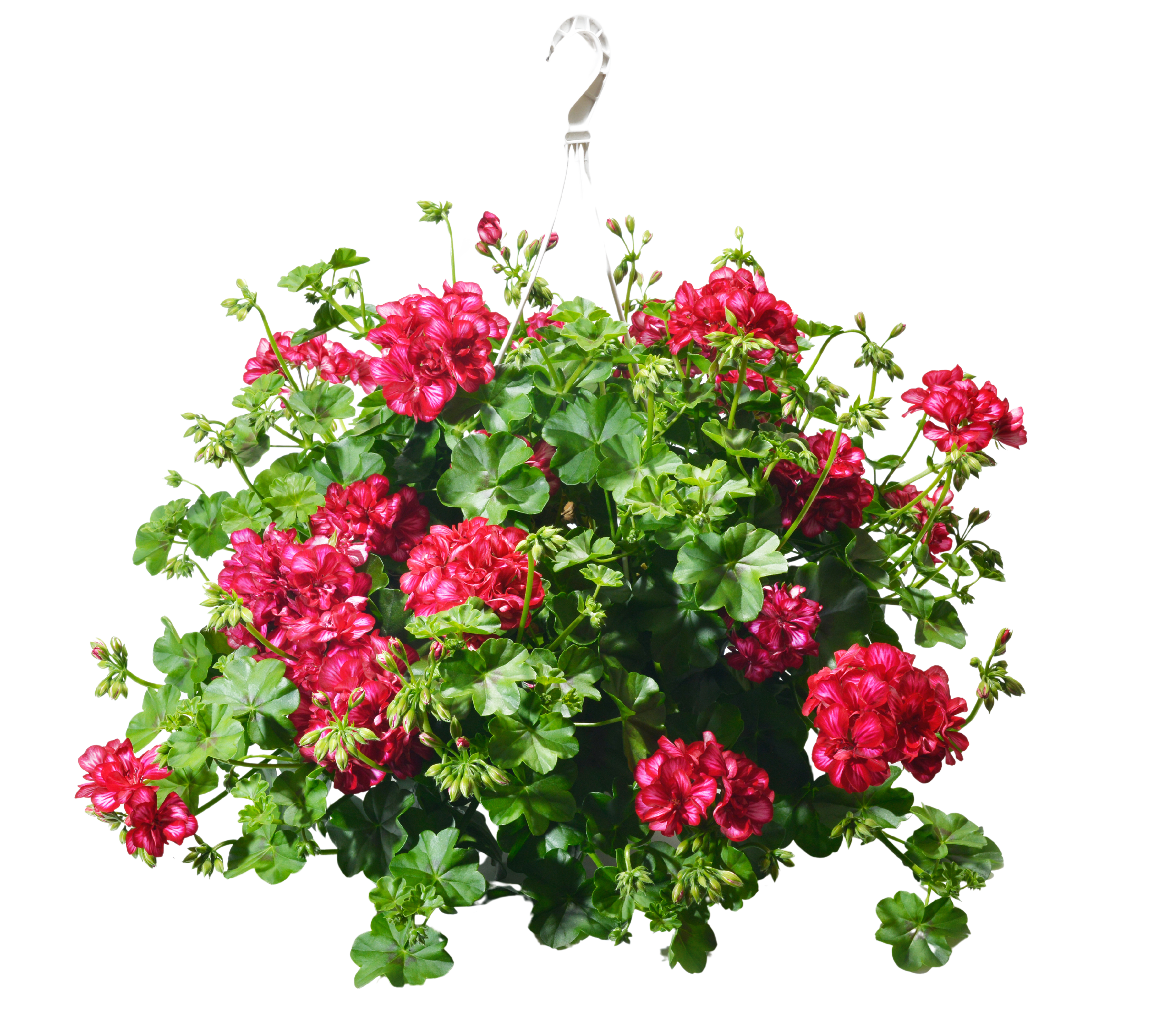 Pelargonia Peltatum Ampel 15-30 cm