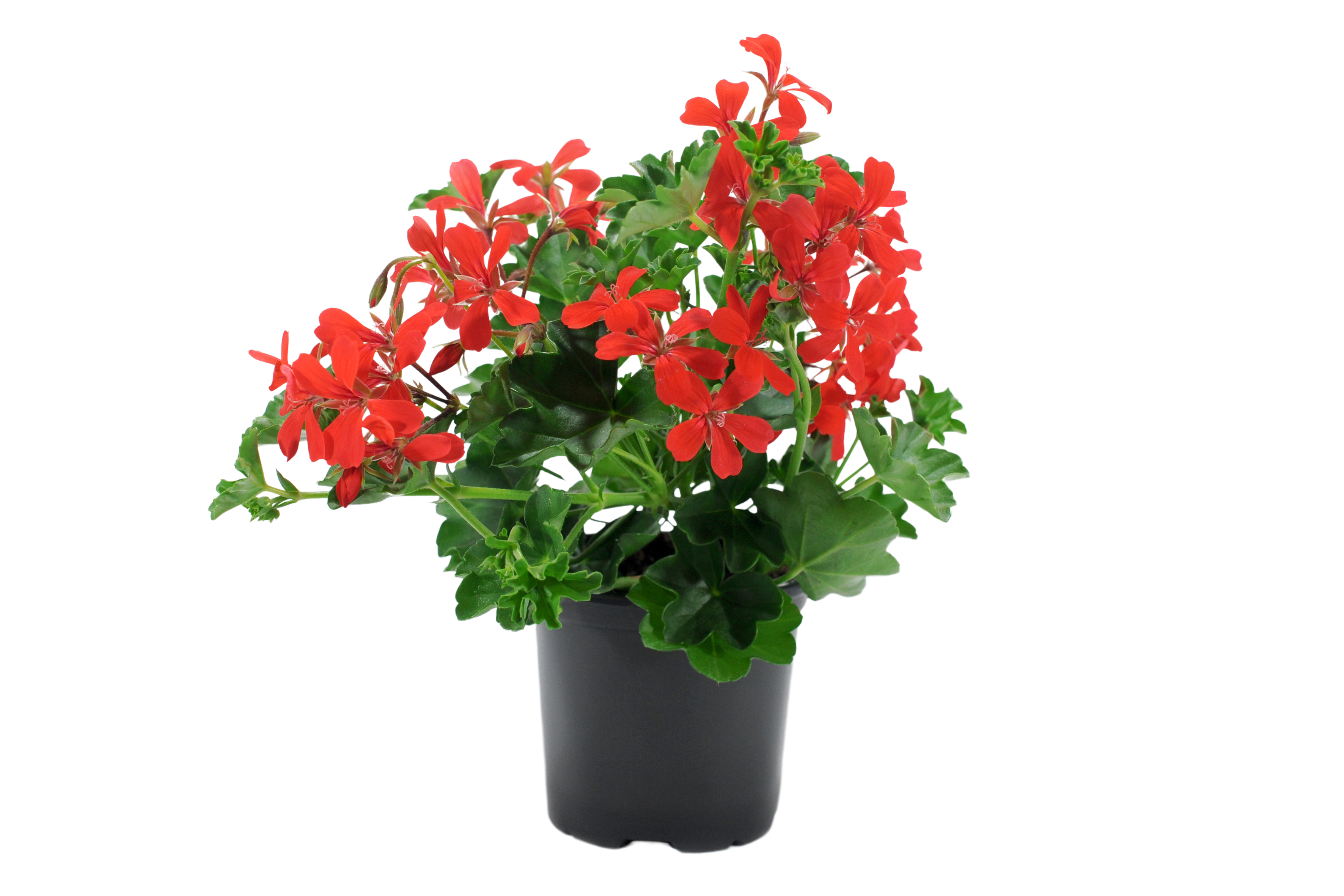 Pelargonia Kaskadowa wisząca 15-30 cm