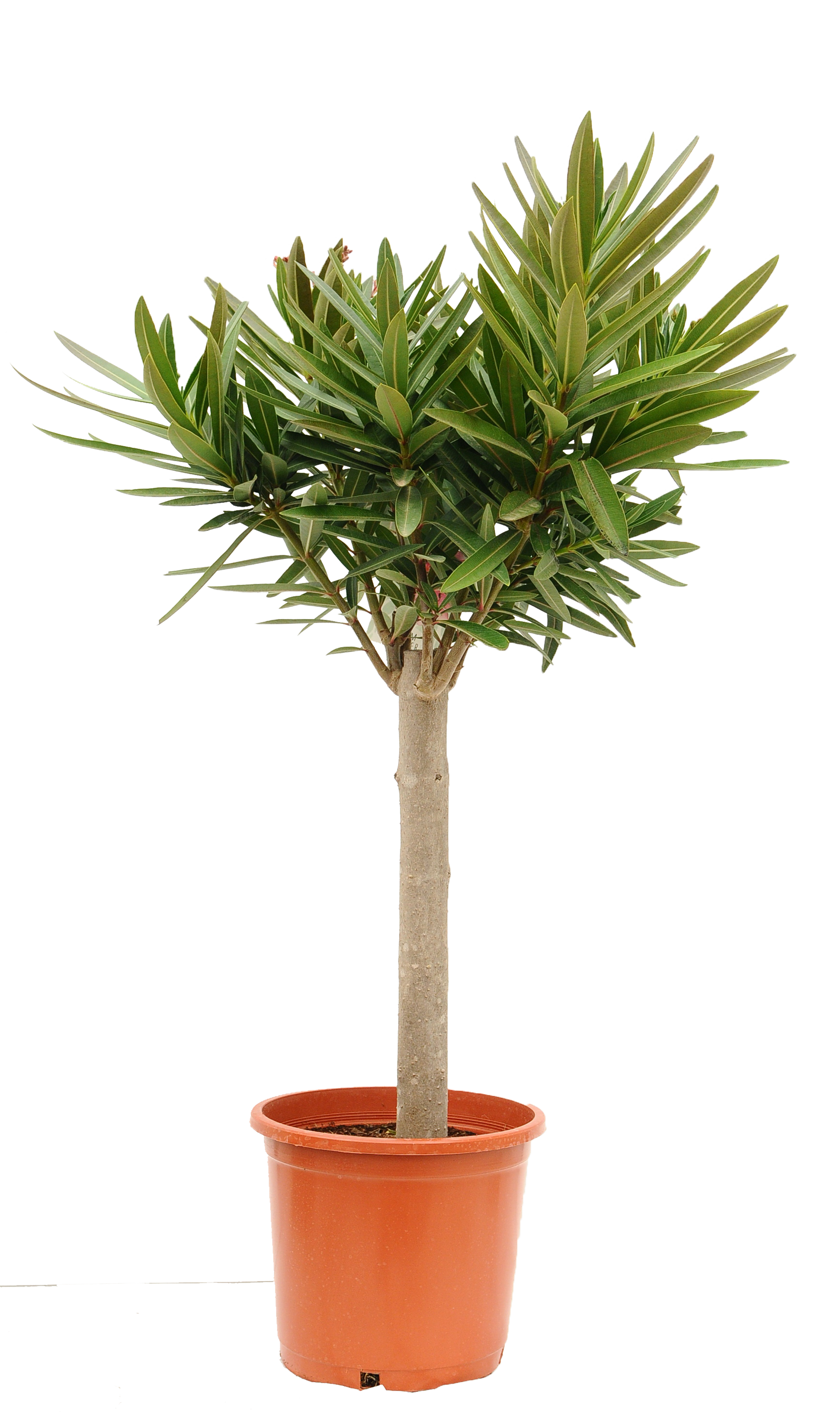Oleander 90-100 cm