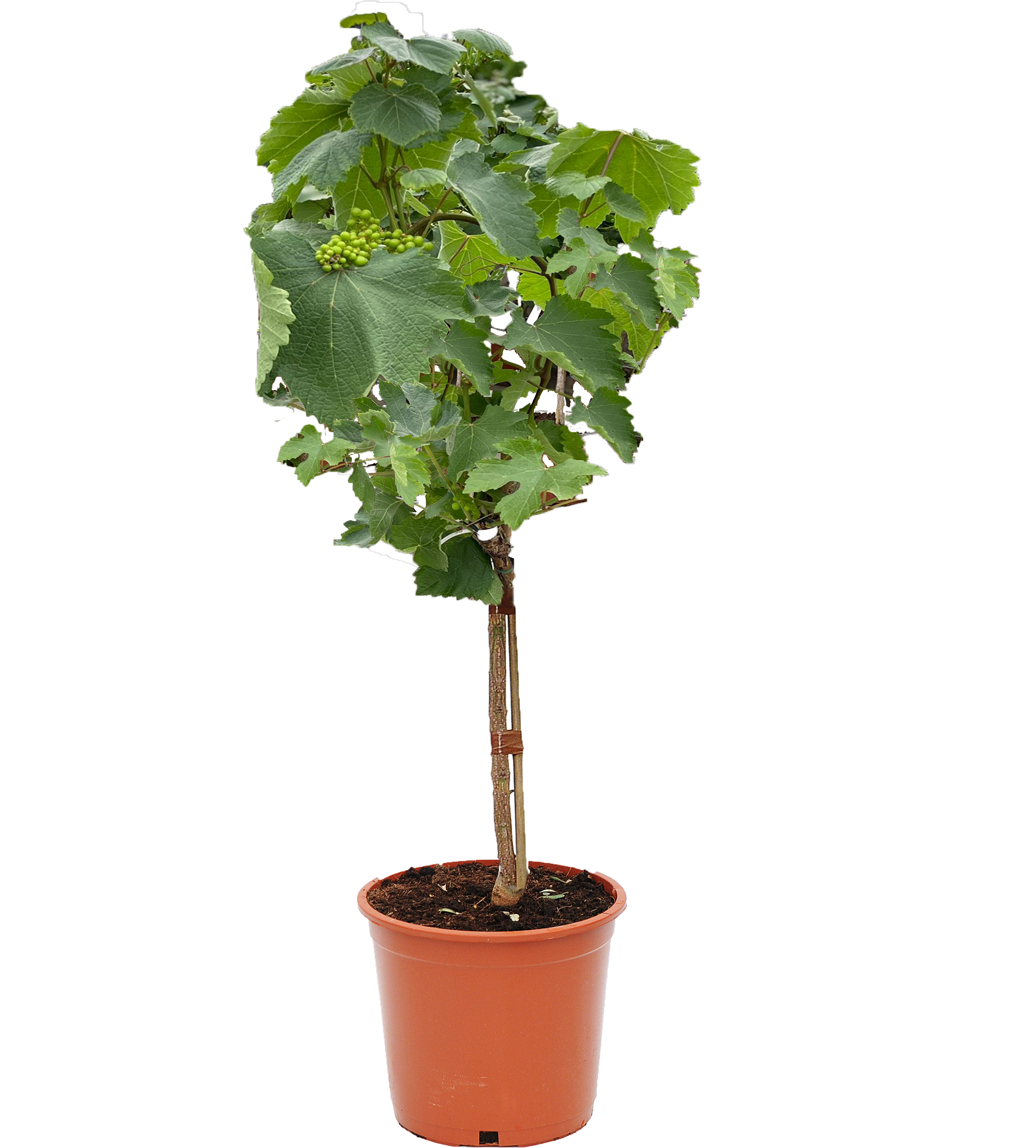 Winorośl na pniu 75-85 cm