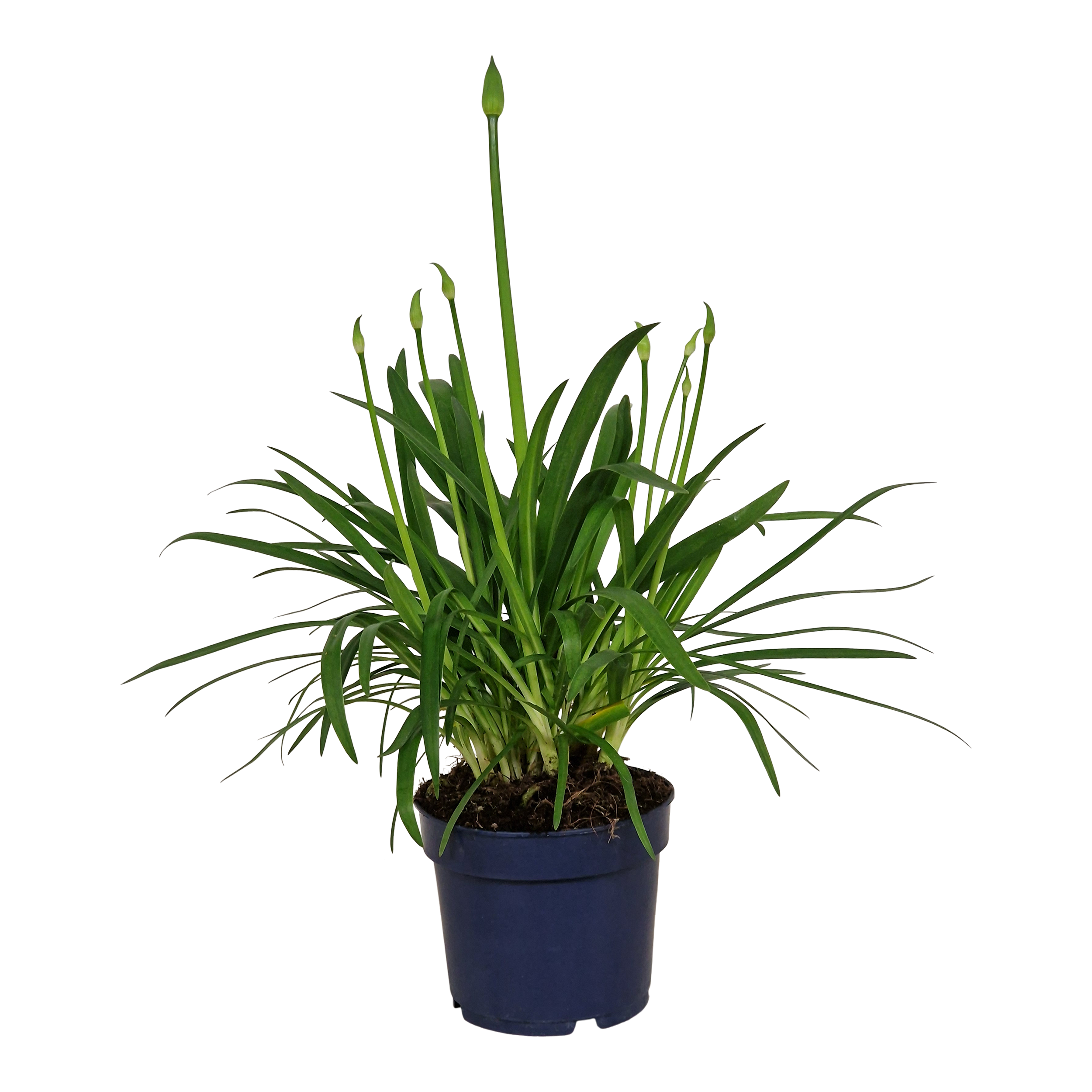 Agapant Amour Superb biały 35 cm