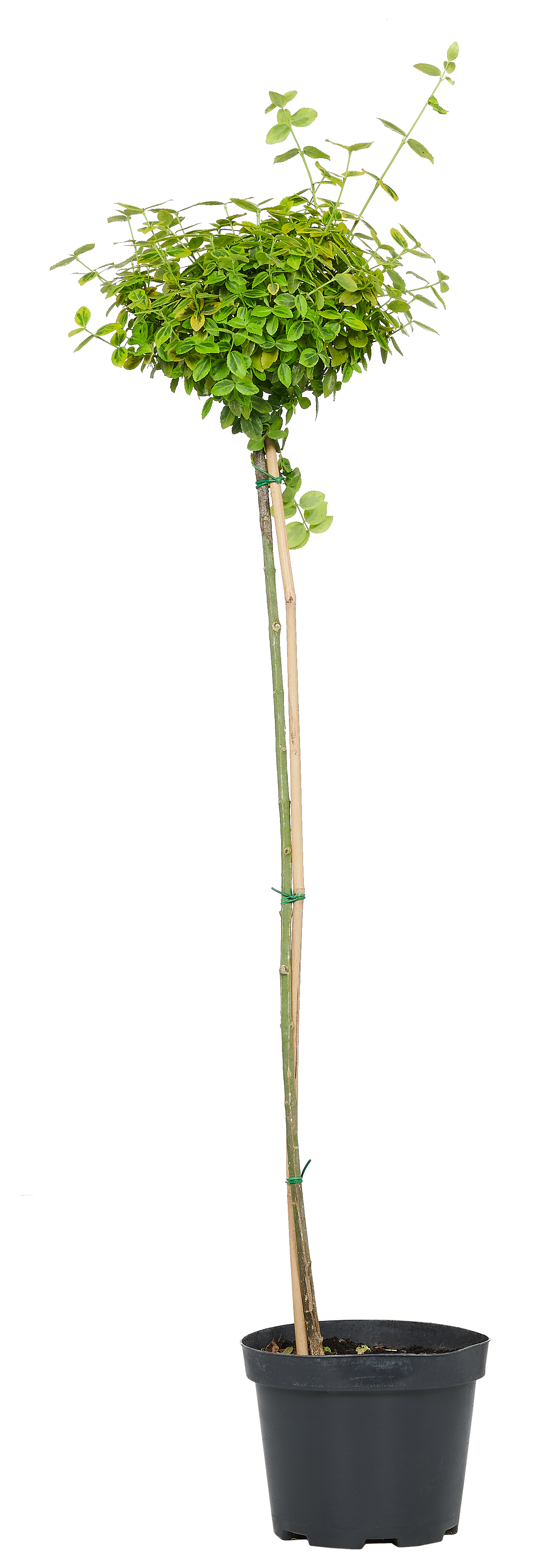 Trzmielina Emerald Gold 100 cm