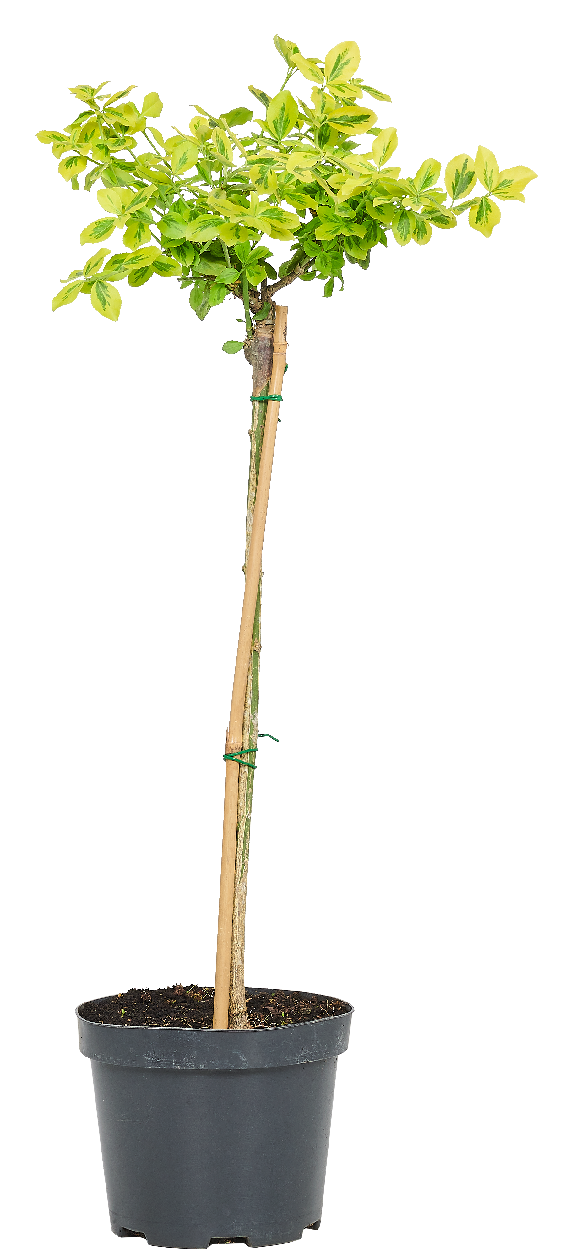 Trzmielina Emerald Gold 60 cm