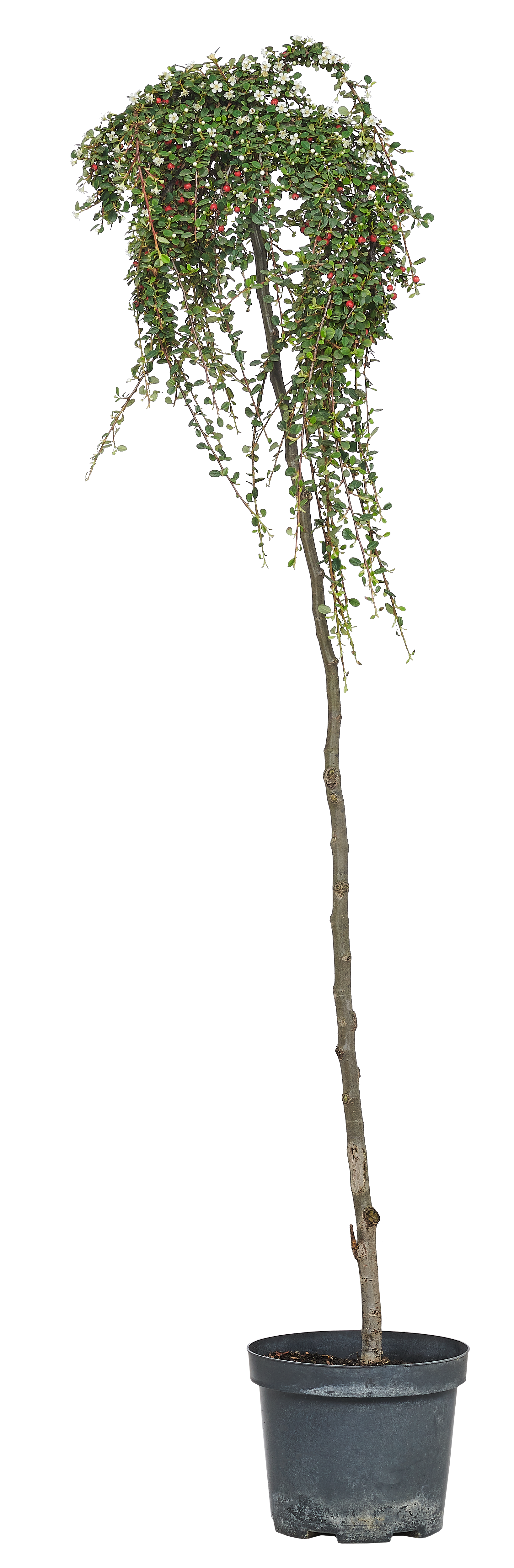 Irga szczepiona 100-120 cm