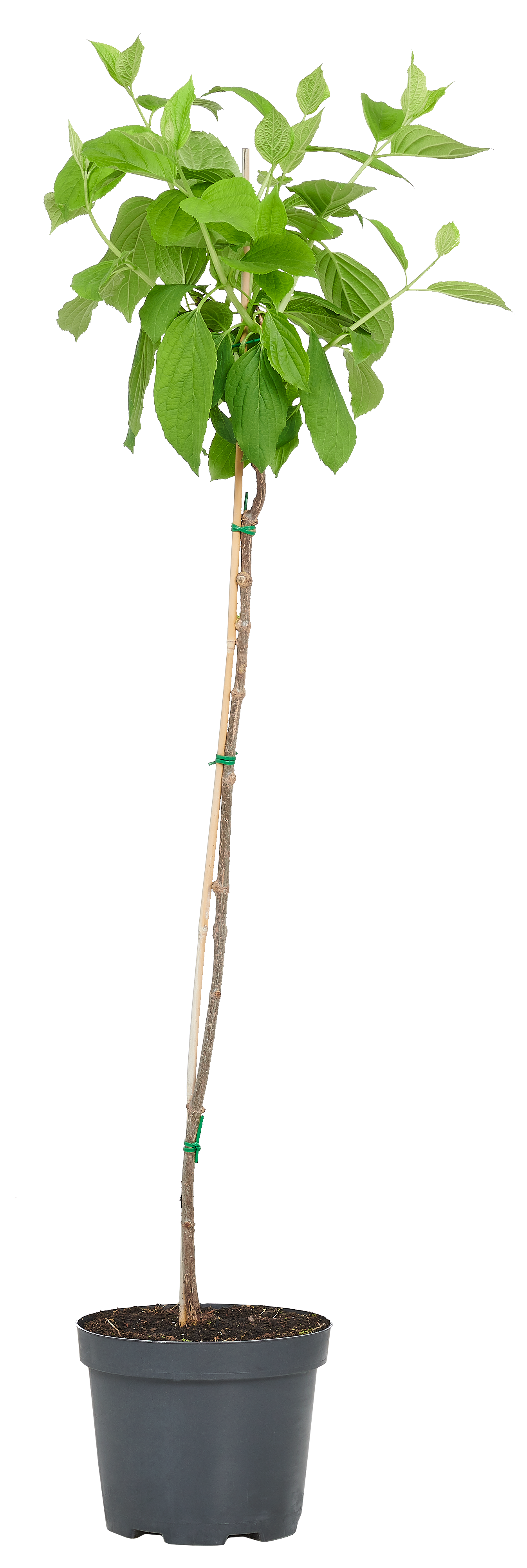 Hortensja bukiet mix 60-80 cm