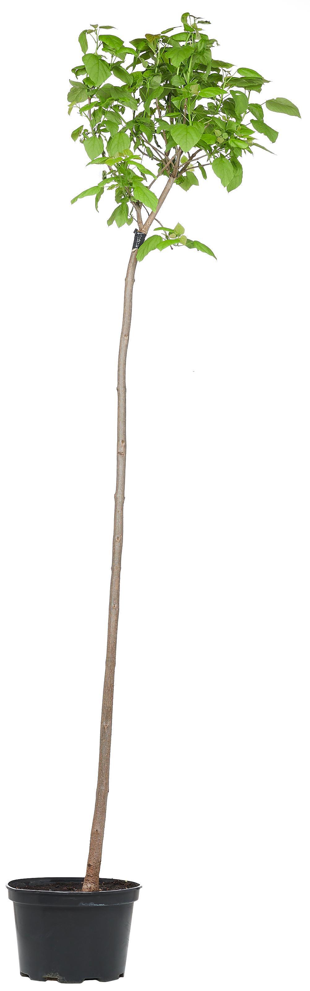 Katalpa Nana 200 cm