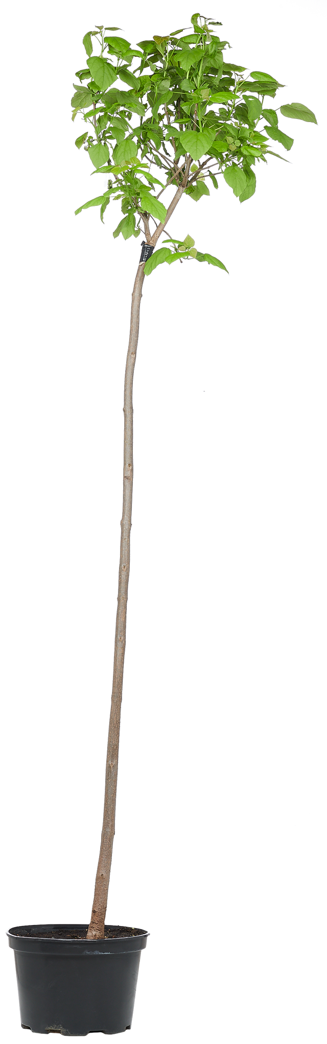 Katalpa Nana 140 cm