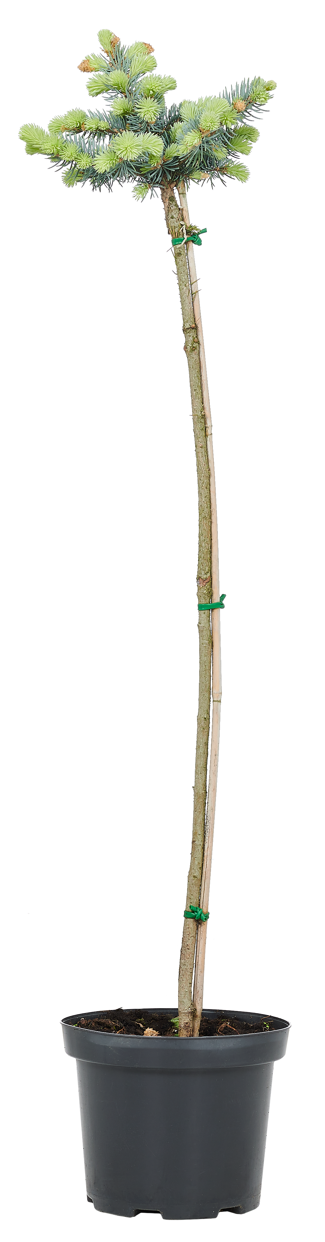 Świerk szczepiony mix 55-70 cm