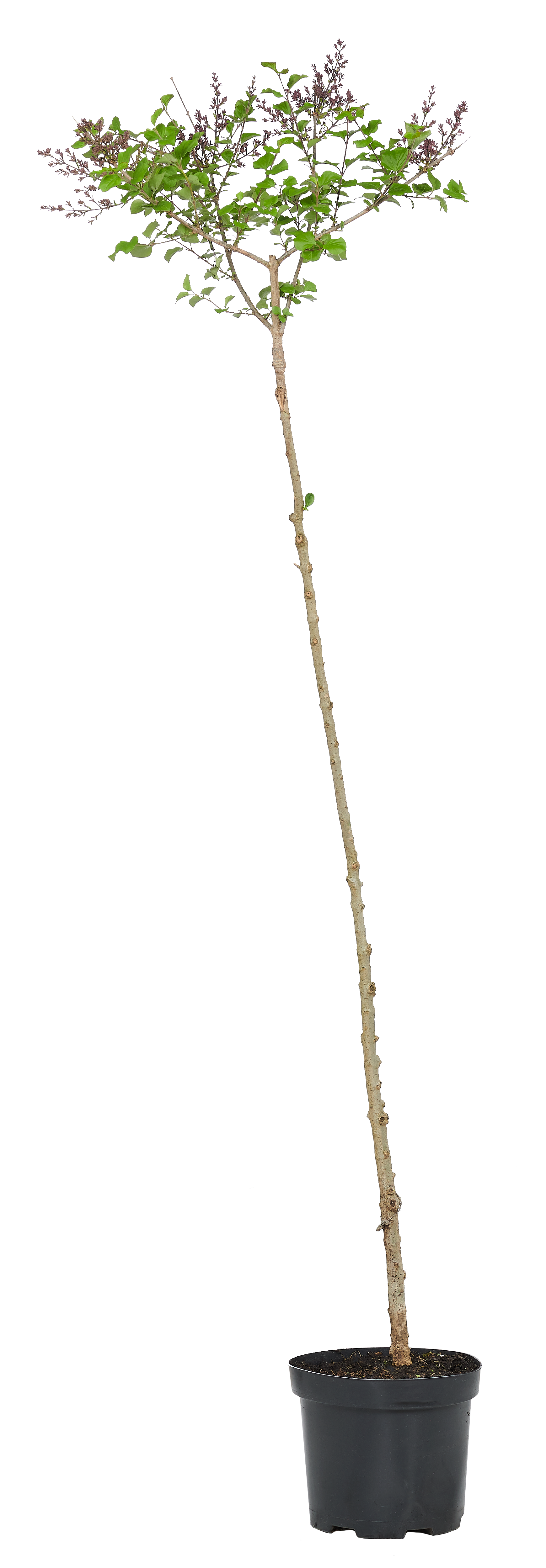 Lilak Palibin 120 cm
