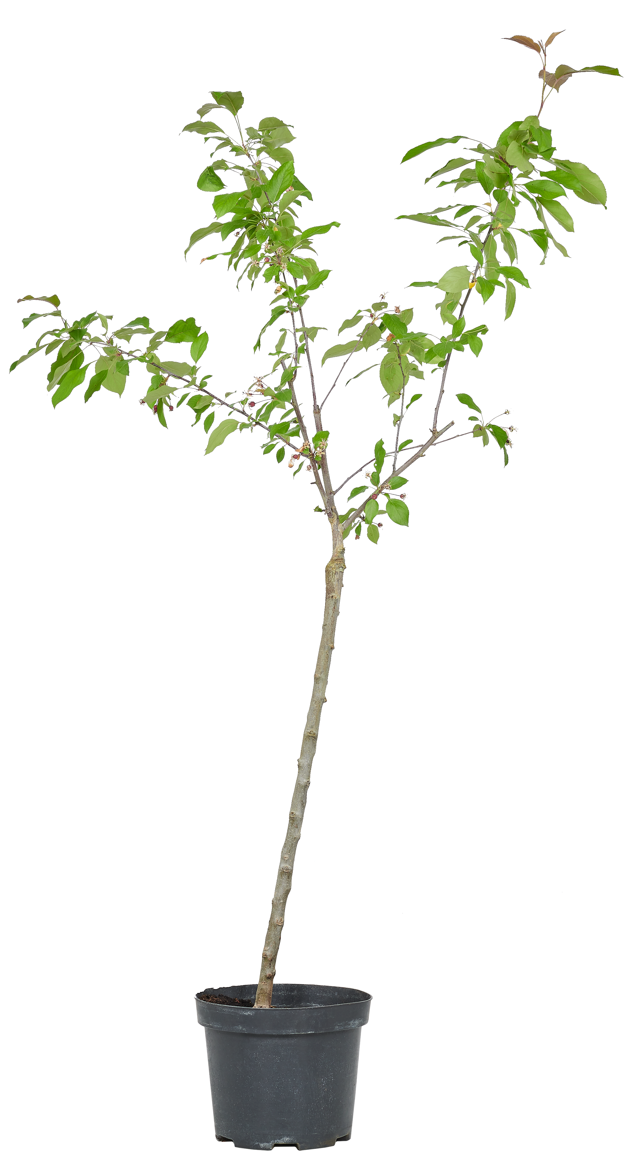 Jabłoń ozdobna Ola 60 cm
