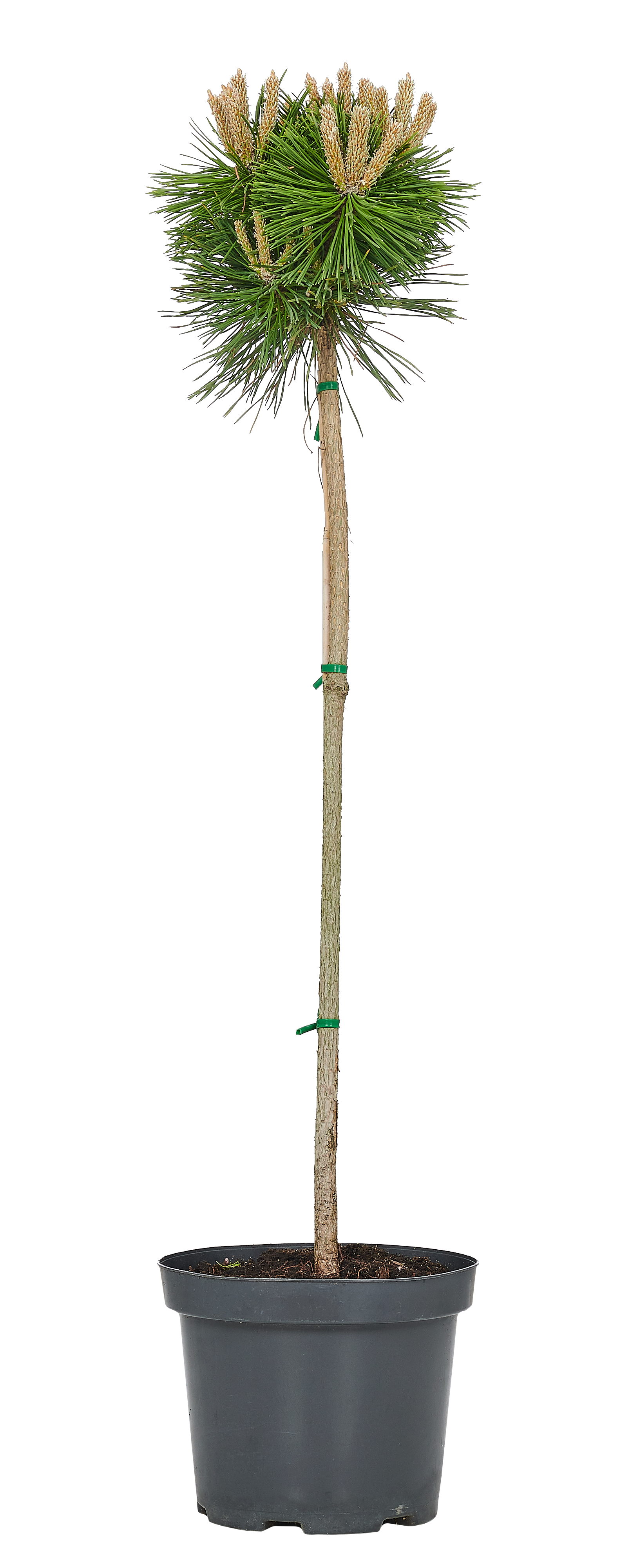 Sosna szczepiona mix 55-70 cm