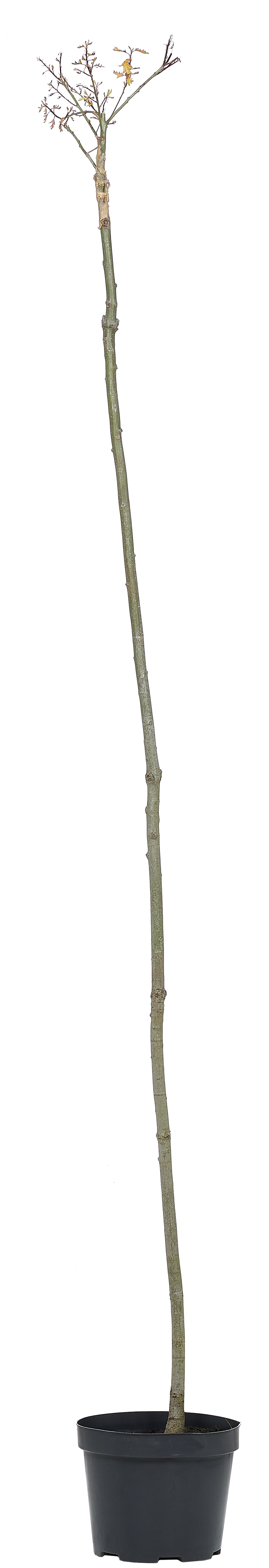 Dąb Green Dwarf 200 cm