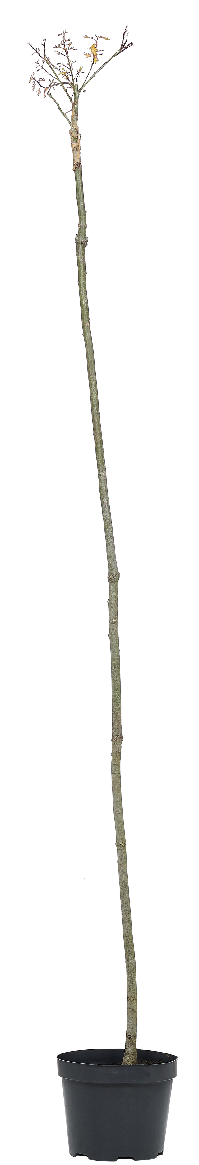 Dąb Green Dwarf 200 cm