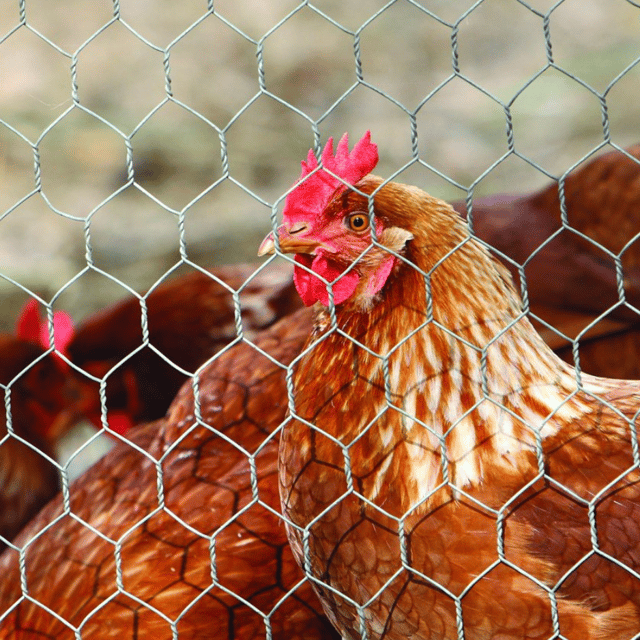 Grillage pour animaux triple torsion gris, H.0.5 x L.10 m, maille H.13 x l.13 mm