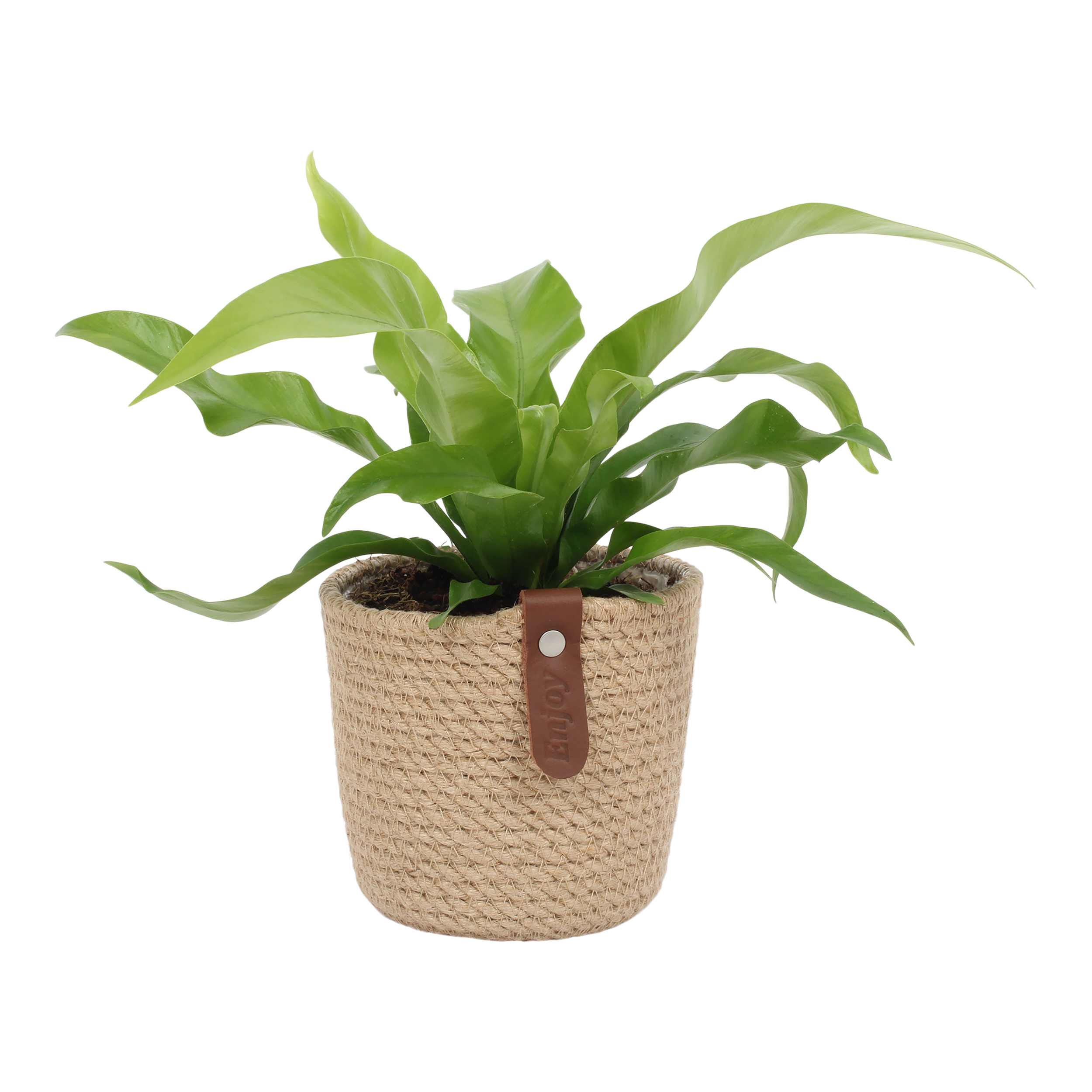 Rośliny zielone mix w osłonce plecionej 25 cm