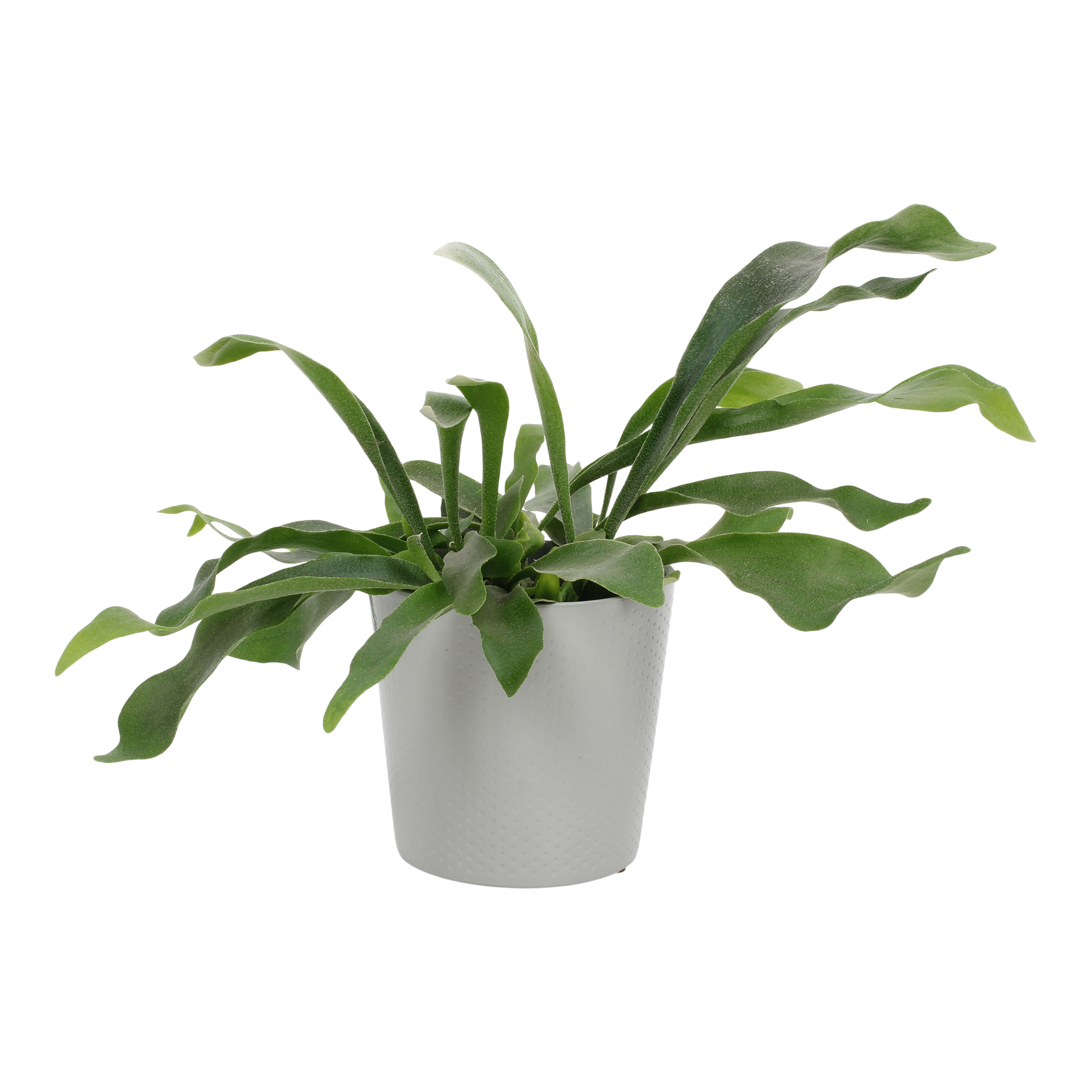 Płaskla w osłonce ceramicznej 35 cm