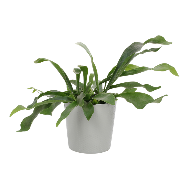 Płaskla w osłonce ceramicznej 35 cm