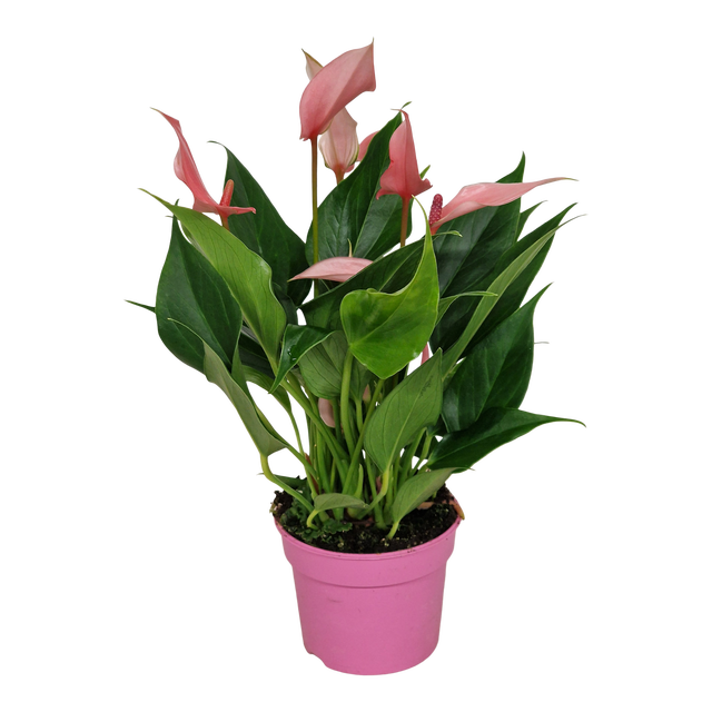 Anturium Lilli 35 cm