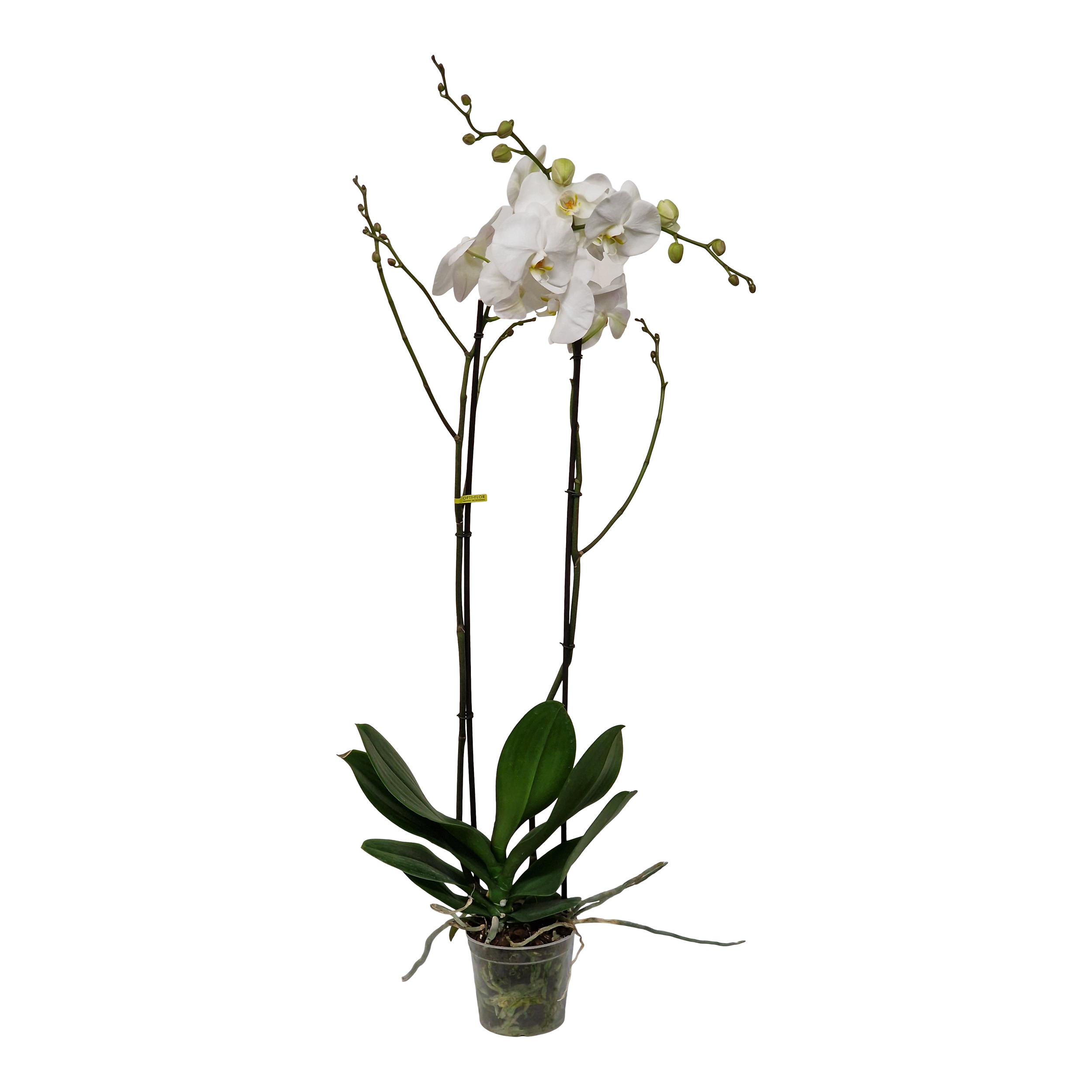 Storczyk Falenopsis biały 2 pędy XXL 100 cm