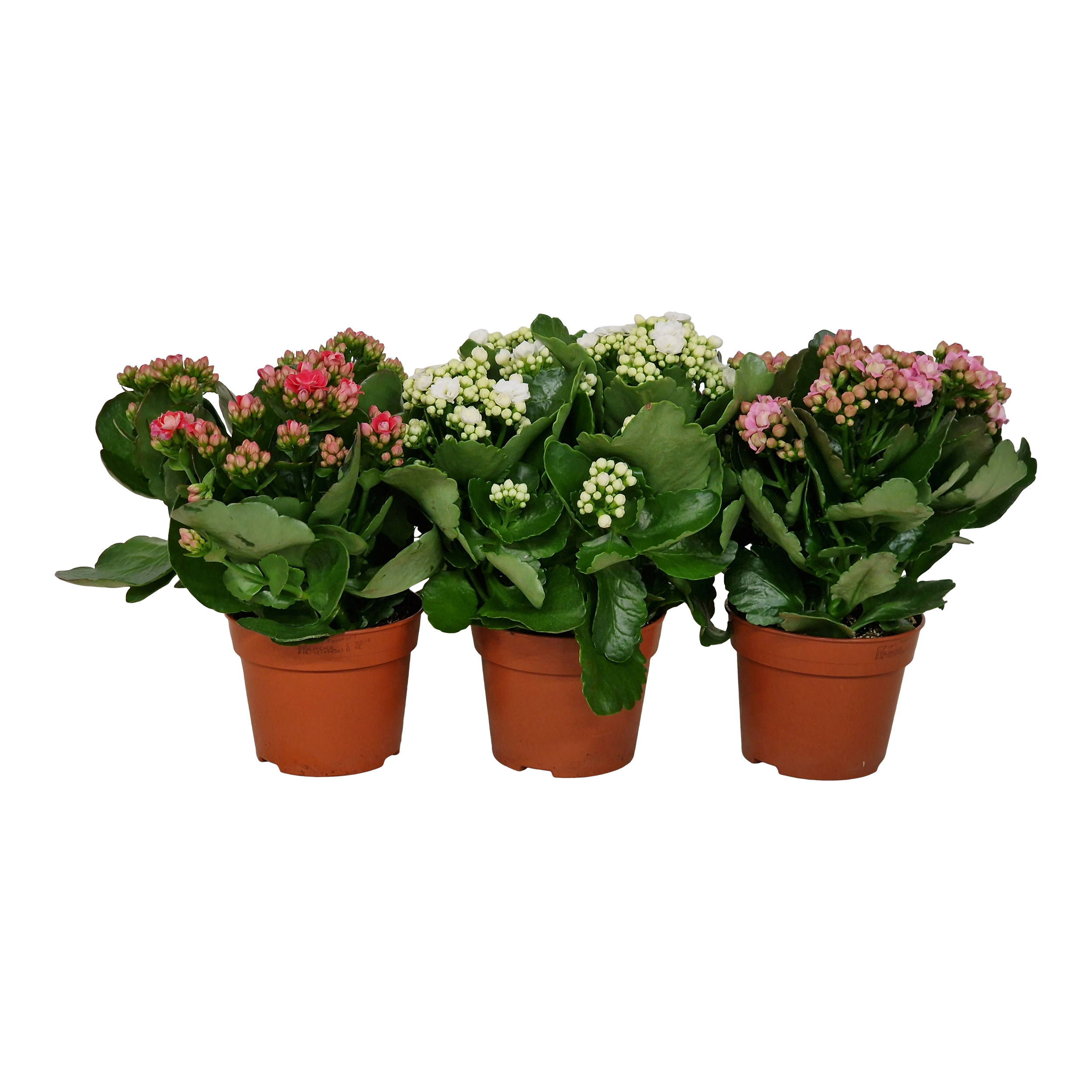 Kalanchoe Grandiv Queen mix 26 cm