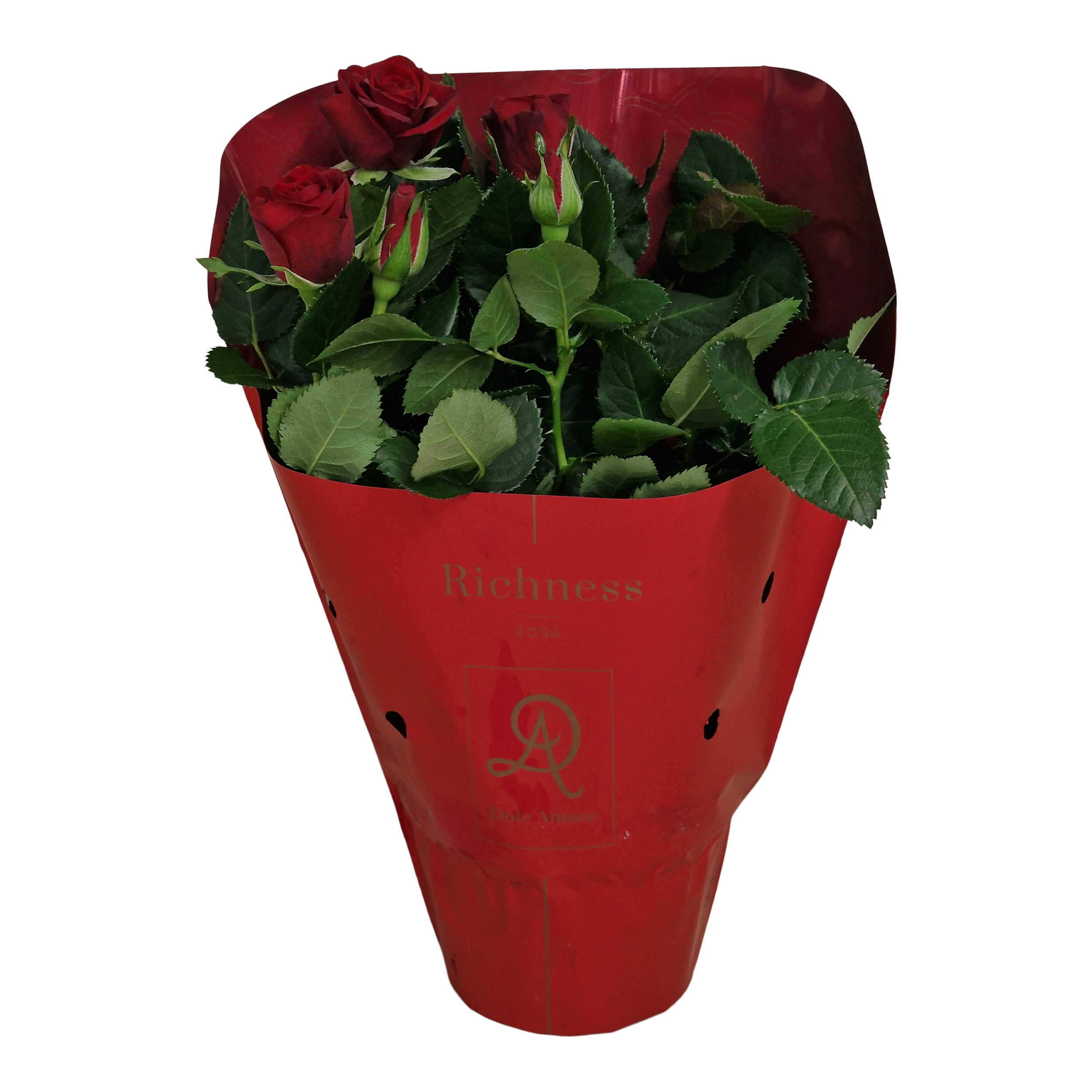 Róża Amarosa Dolc Amore 25 cm