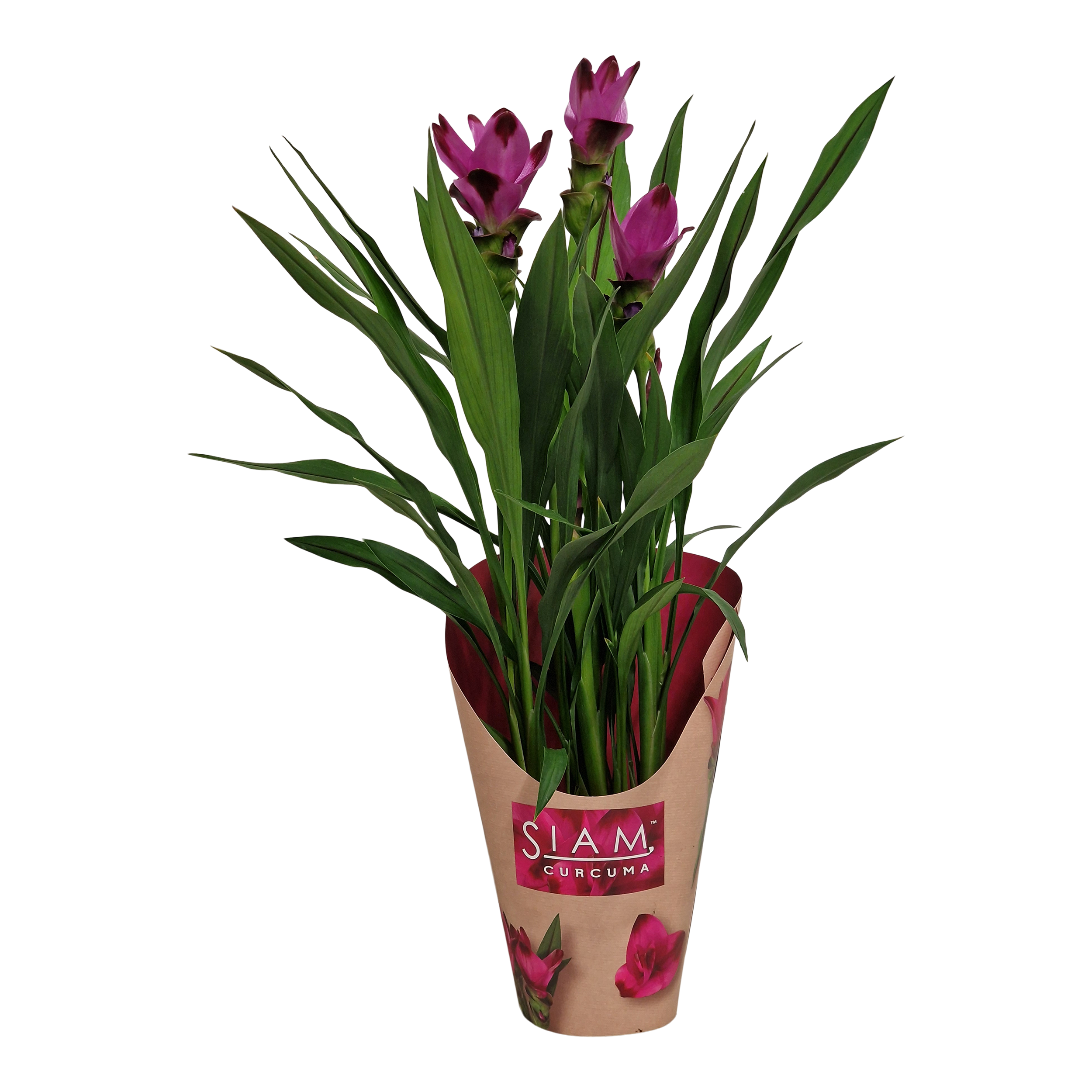 Kurkuma Siam Splash Gift 55 cm