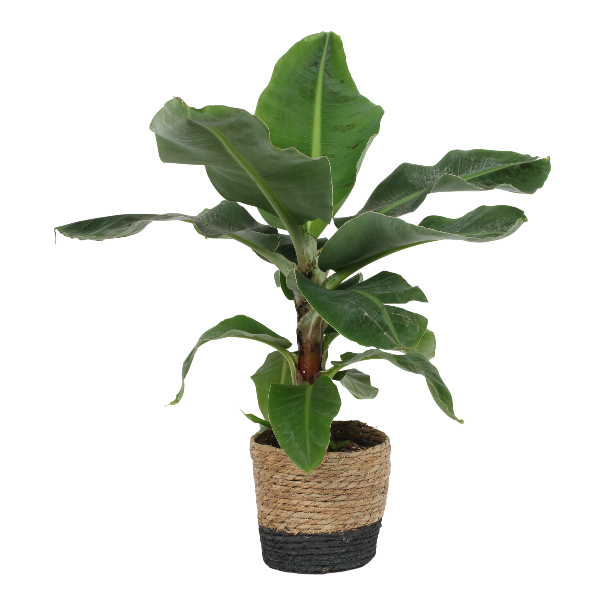 Strelicja w plecionej osłonce 70-80 cm
