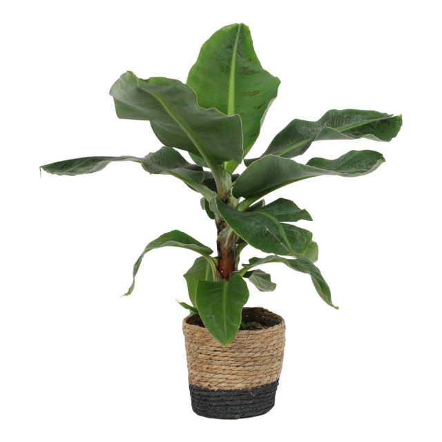 Strelicja w plecionej osłonce 70-80 cm