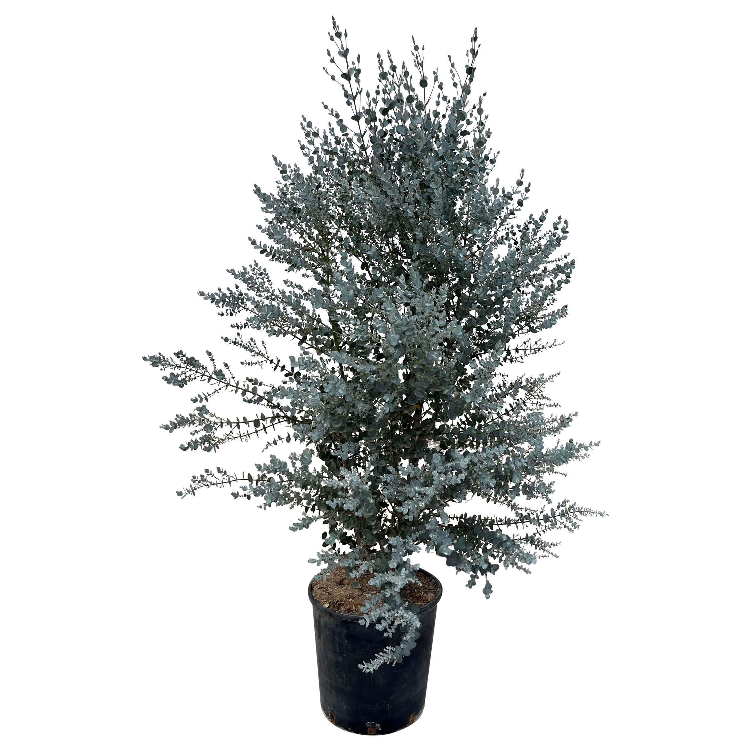 Eukaliptus 100 cm