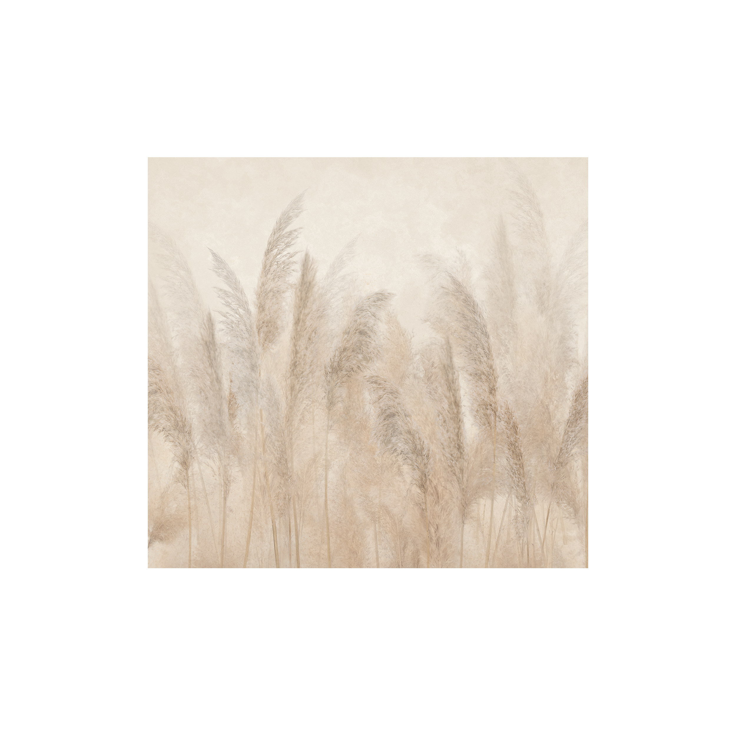 Mural Pampas 300 x 280 cm delikatna struktura