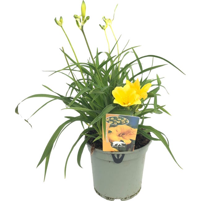 LILIOWIEC KARLOWY STELLA 40CM P17 RET 91800945