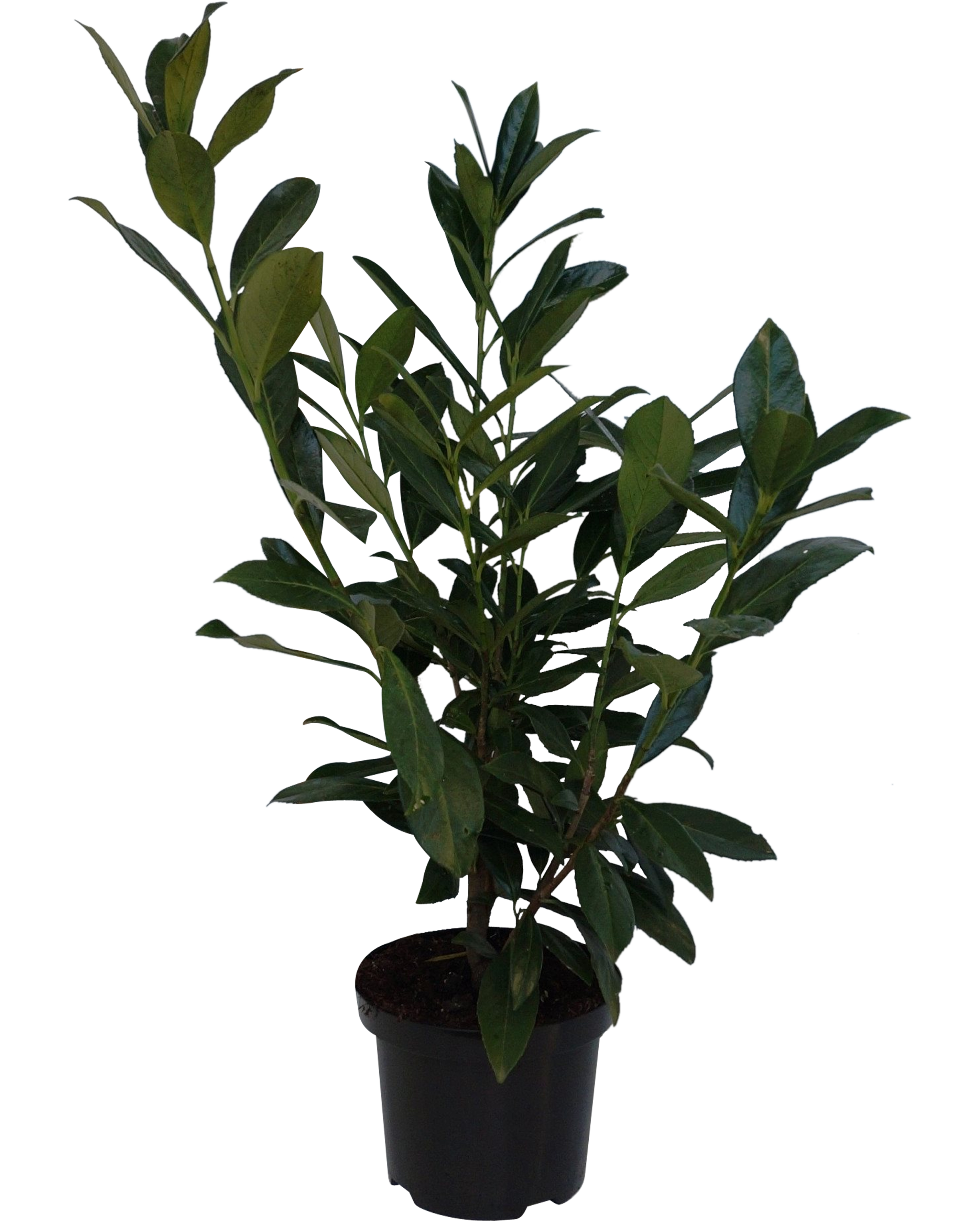 Laurowiśnia wschodnia Caucasica 80 cm