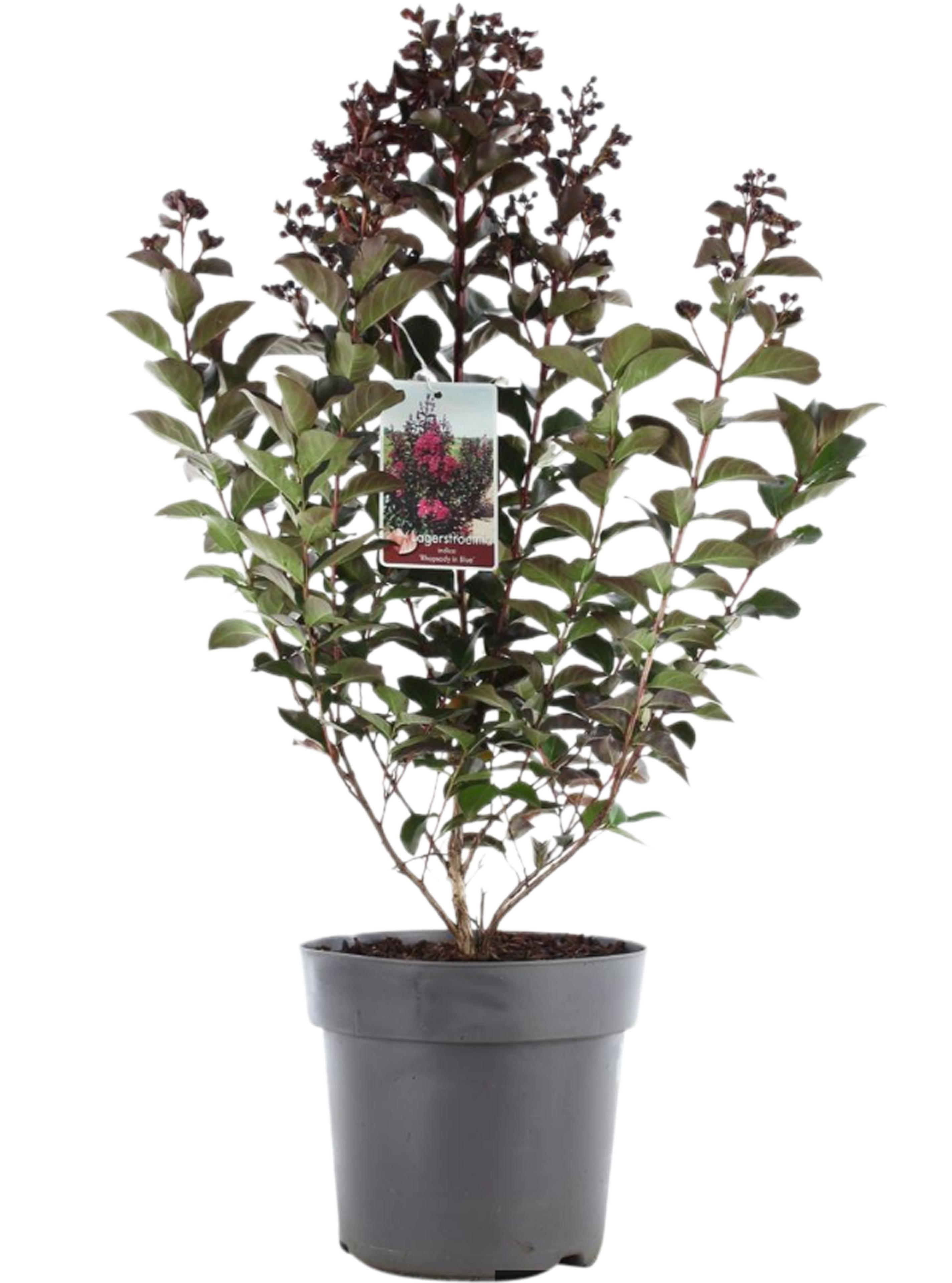 Lagerstremia 40-50 cm