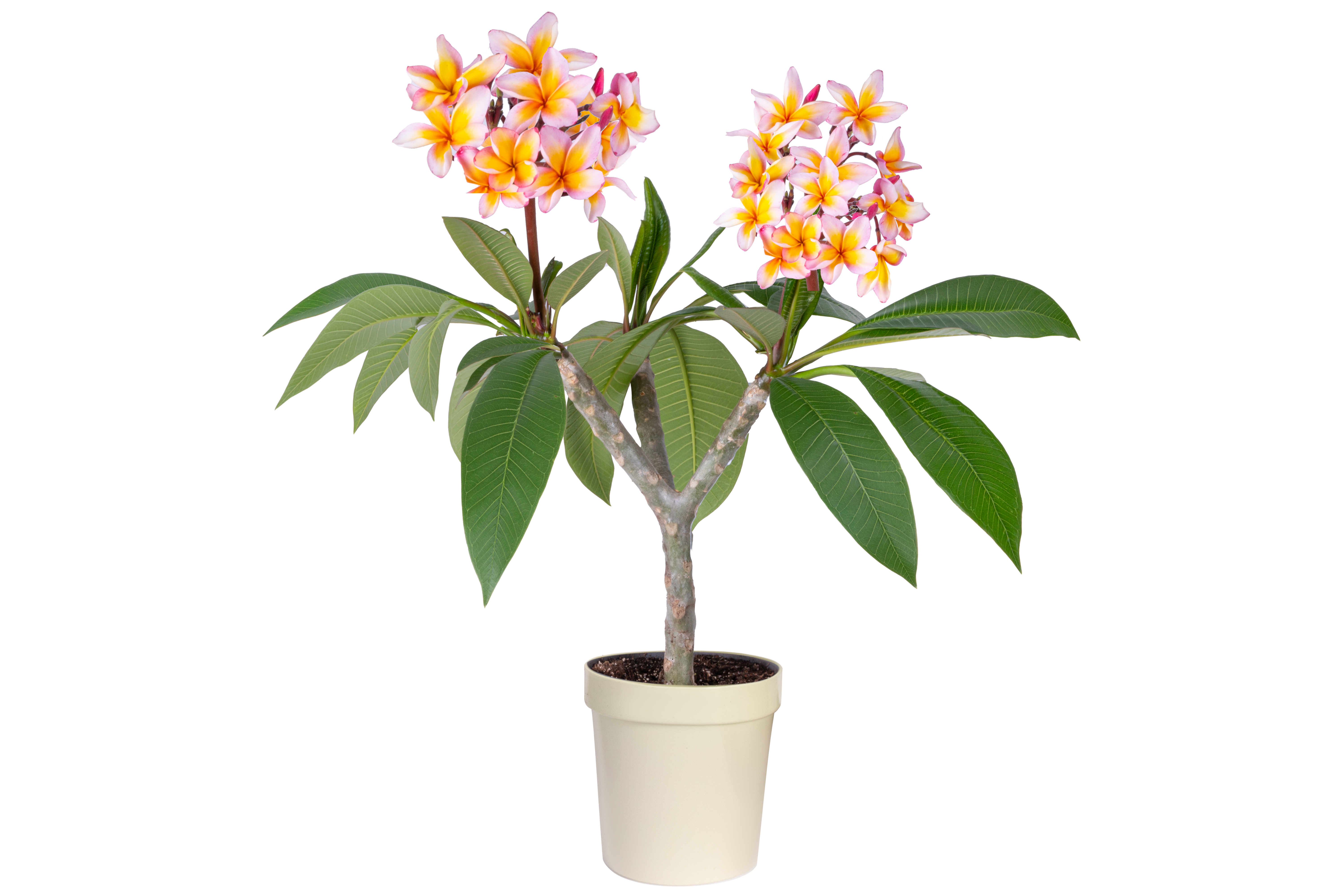 Plumeria Rubra 50 cm