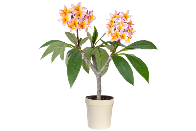 Plumeria Rubra 50 cm