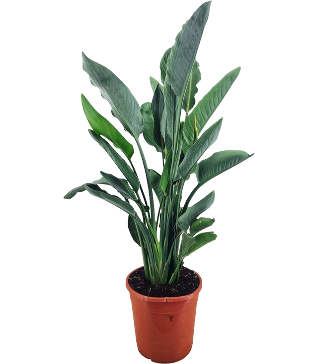 Strelicja Reginale 104-115 cm