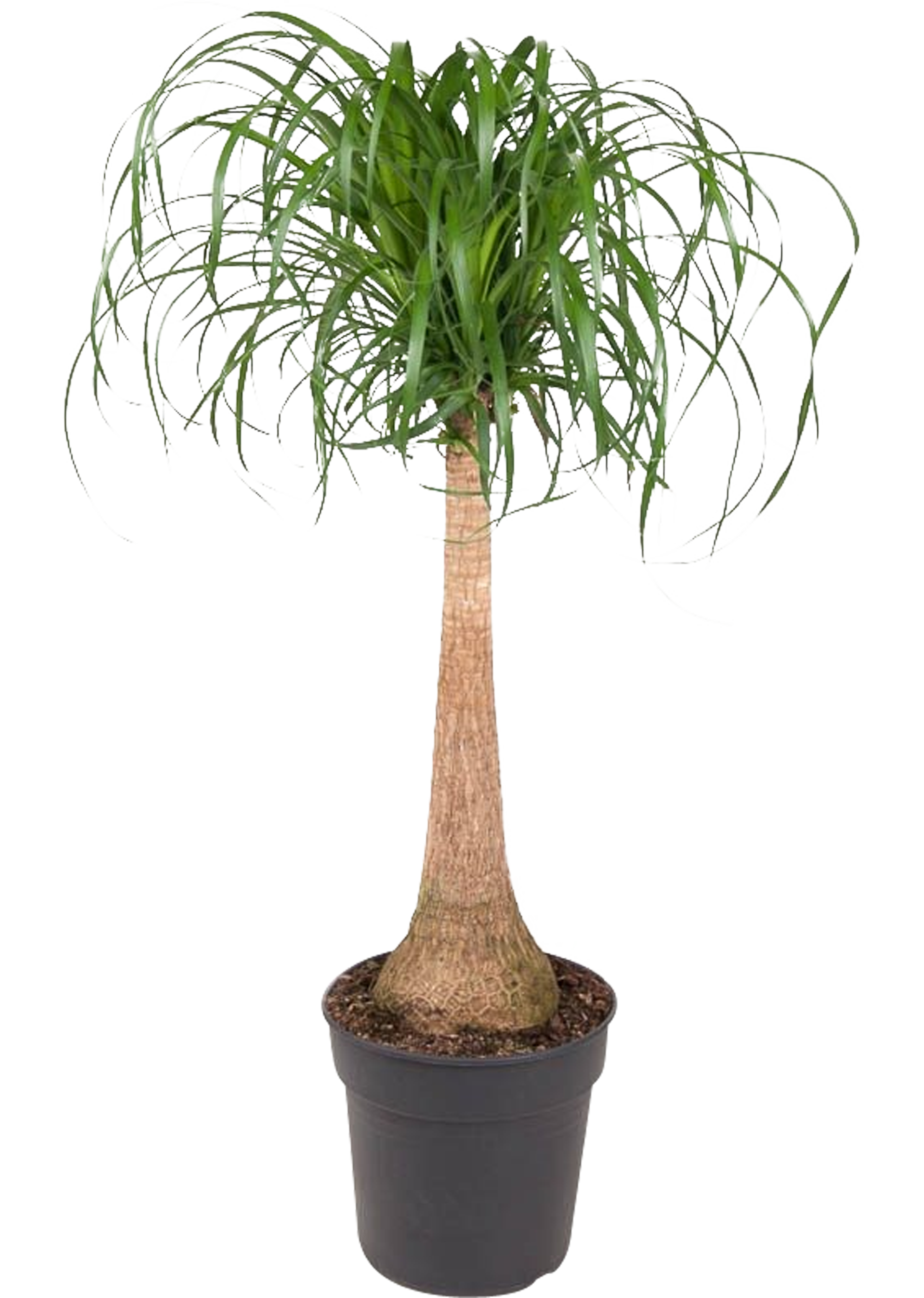 Nolina na pniu 100 cm