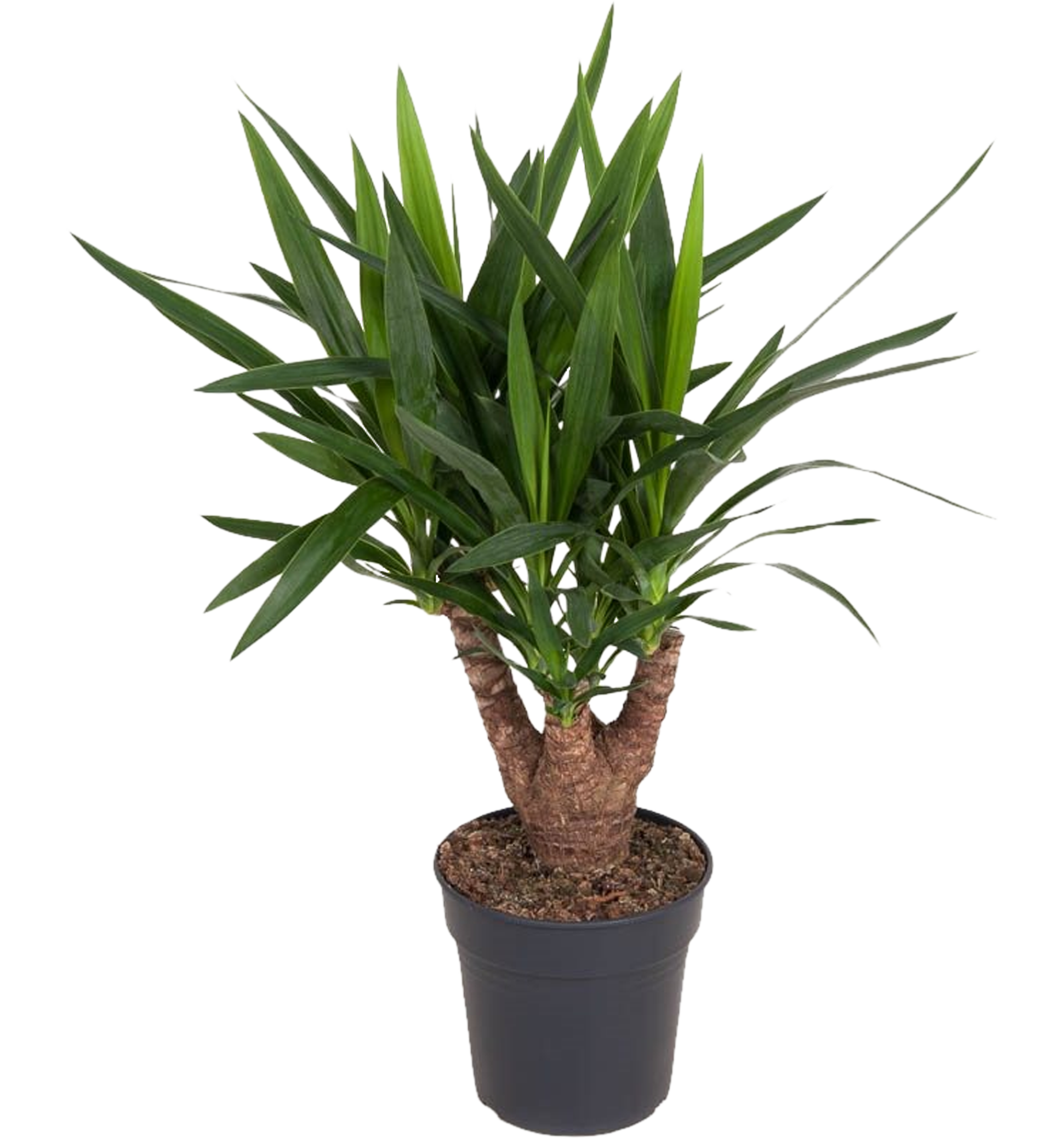 Juka rozgałęziona 80 cm