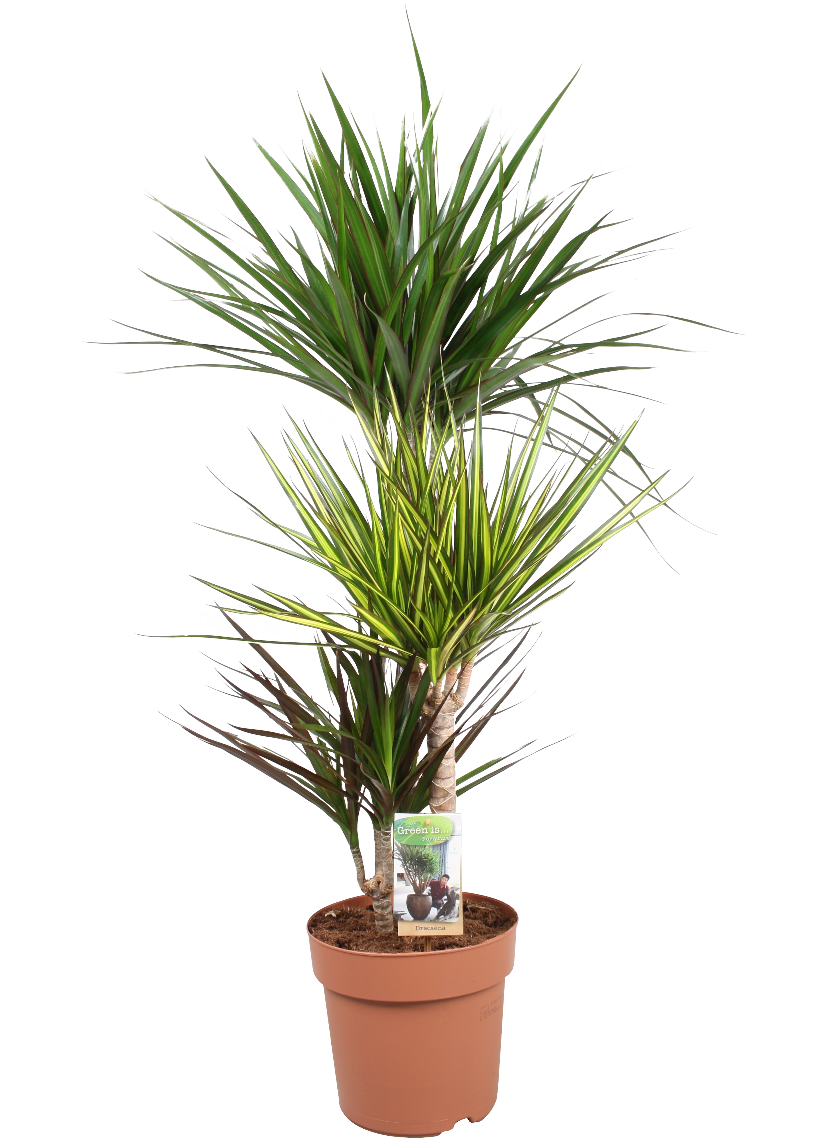 Dracena Carnaval 115-125 cm