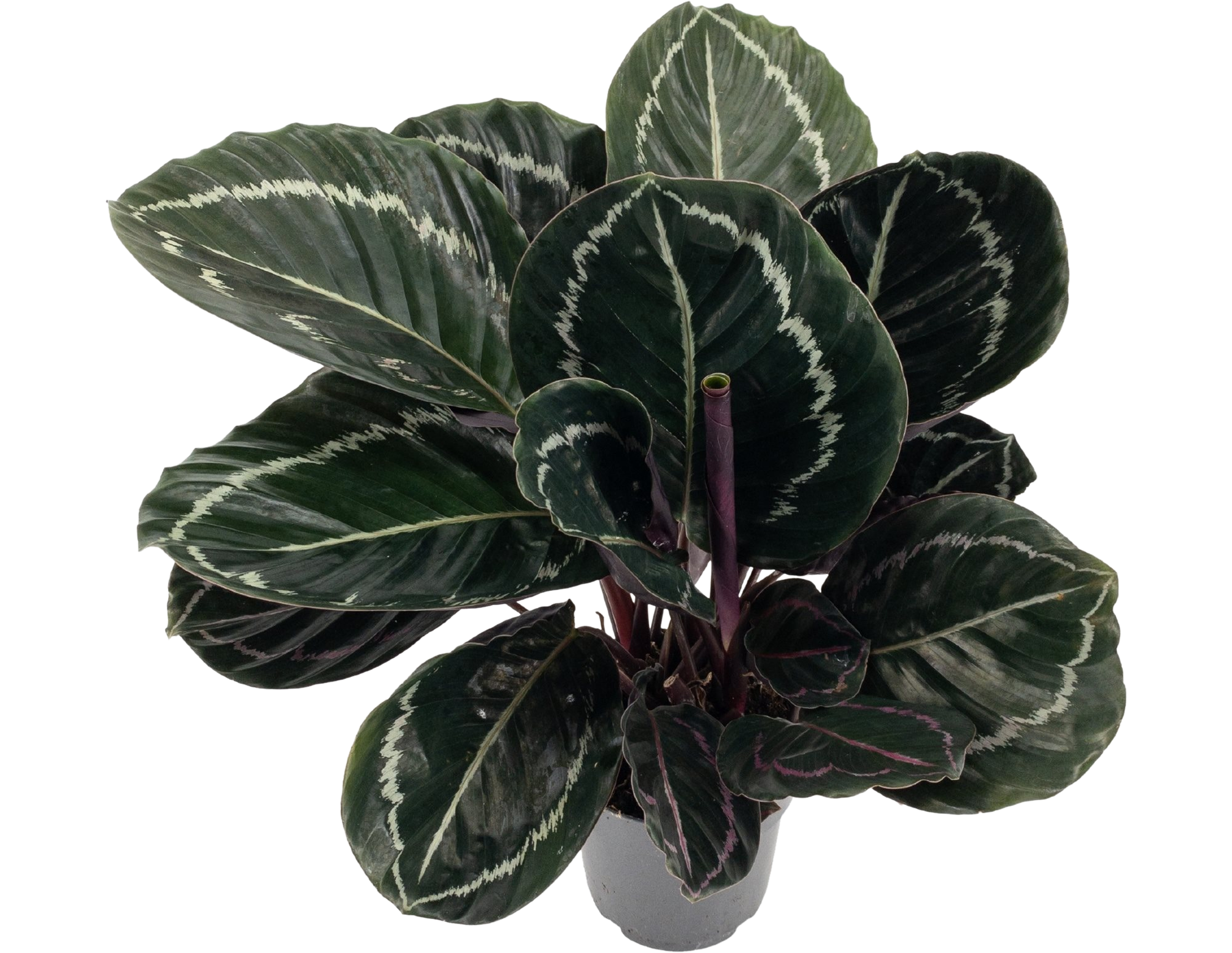 Kalatea Jessy 40-45 cm