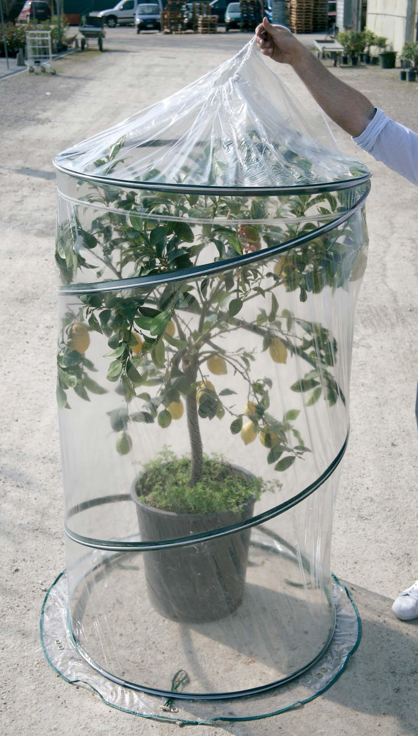 Mini Serra Istantanea Pop-up Mini Pol, 50x50x50 Cm, Con Copertura In Polietilene E Struttura In Acciaio, Per Proteggere Piante, Pomodori E Ortaggi